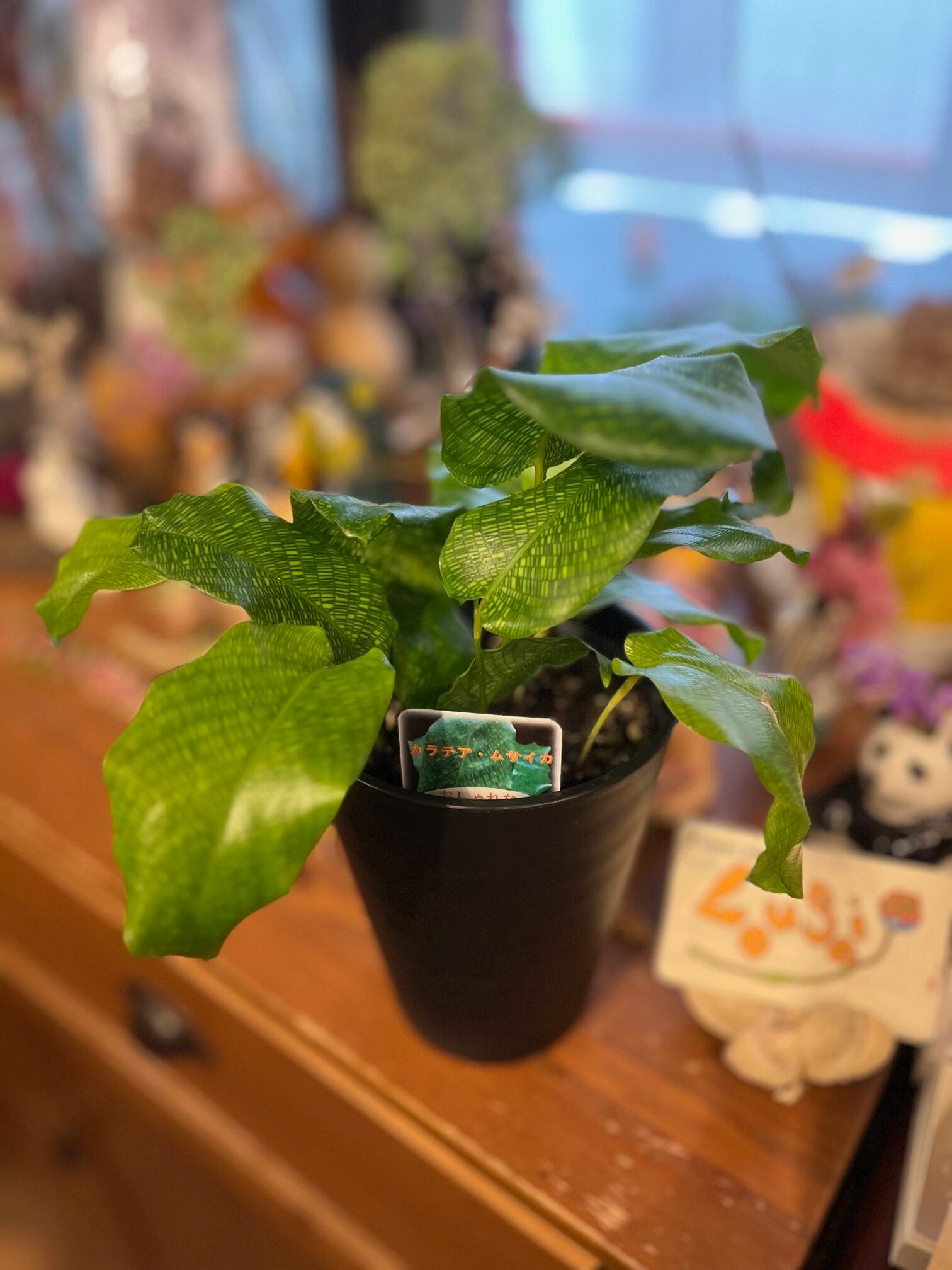 アンスリウム スカンデンス | Pay ID