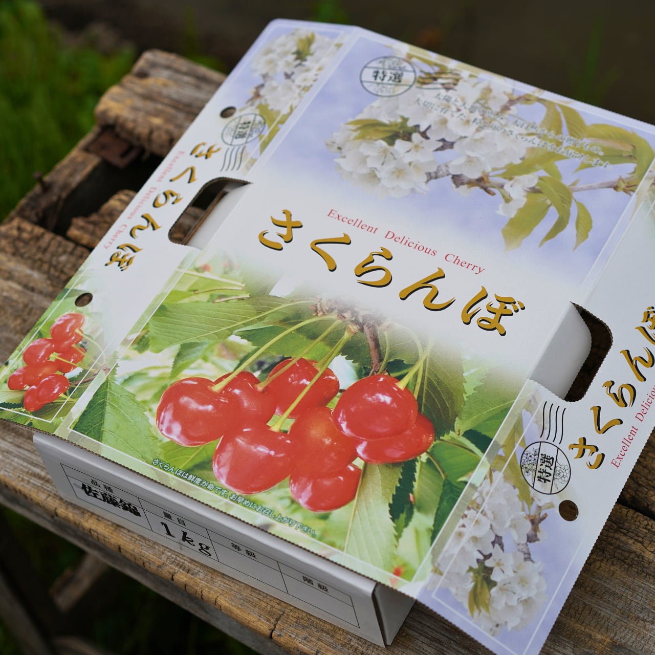 ≪予約受付開始≫【さくらんぼの王様をご家庭で】秋田県横手市十文字町