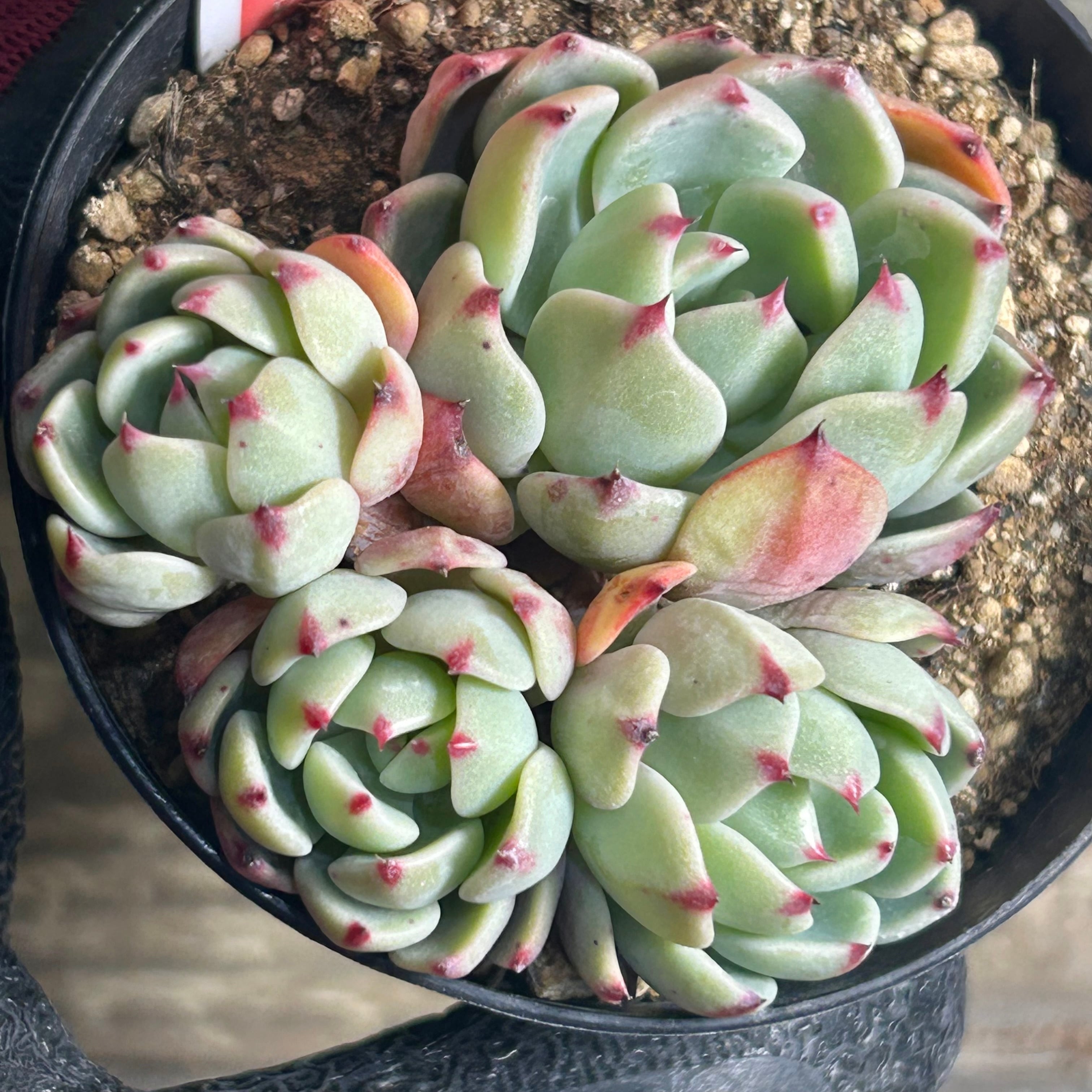 群生特盛❗️カルフォルニアサンセット(A) | RuPo 多肉植物専門店 群生特盛❗️カルフォルニアサンセット(A) | RuPo 多肉植物専門店
