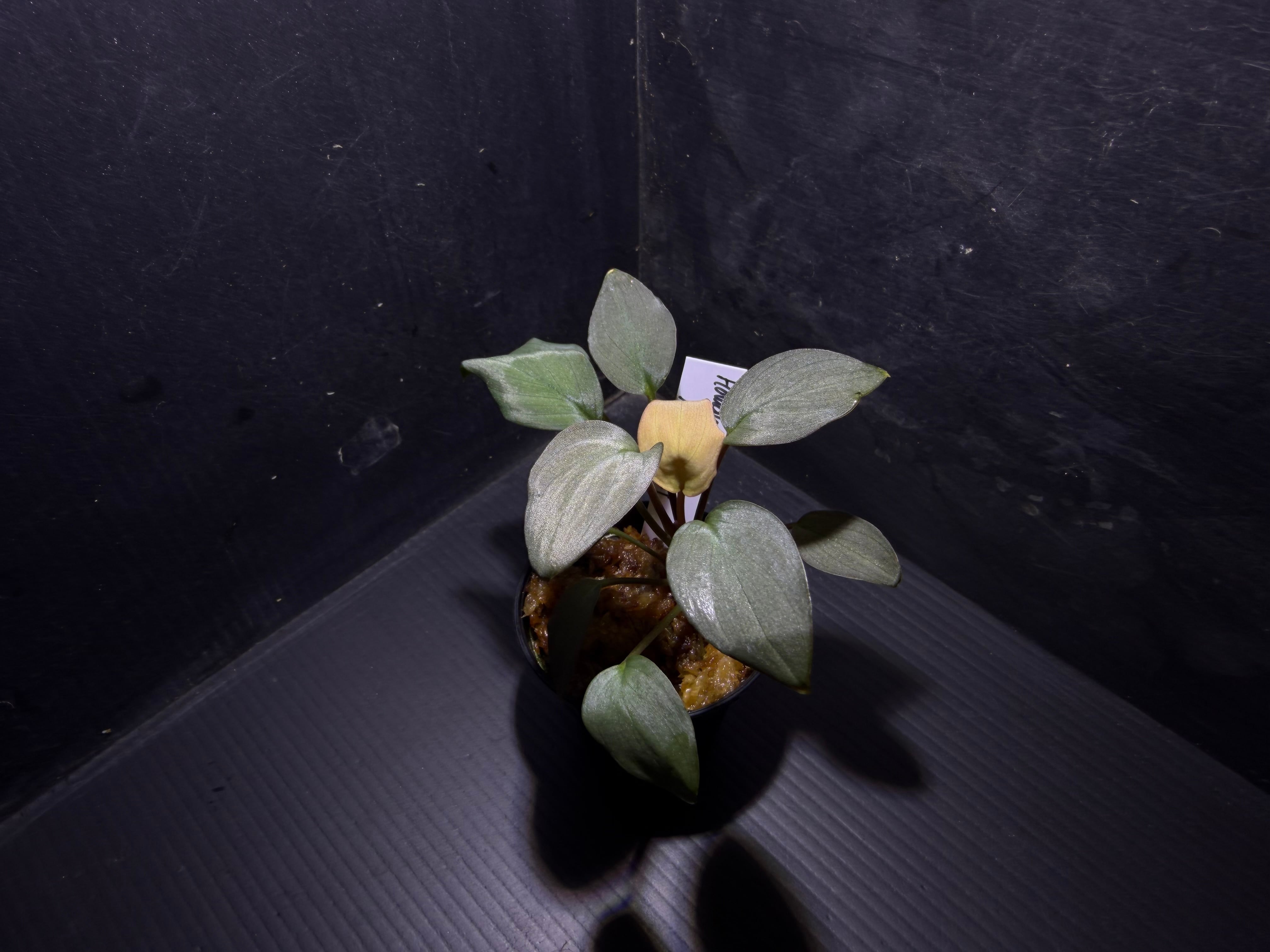 Bucephalandra sp.Kedagang Pink Variegata（ブセファランドラsp.クダ