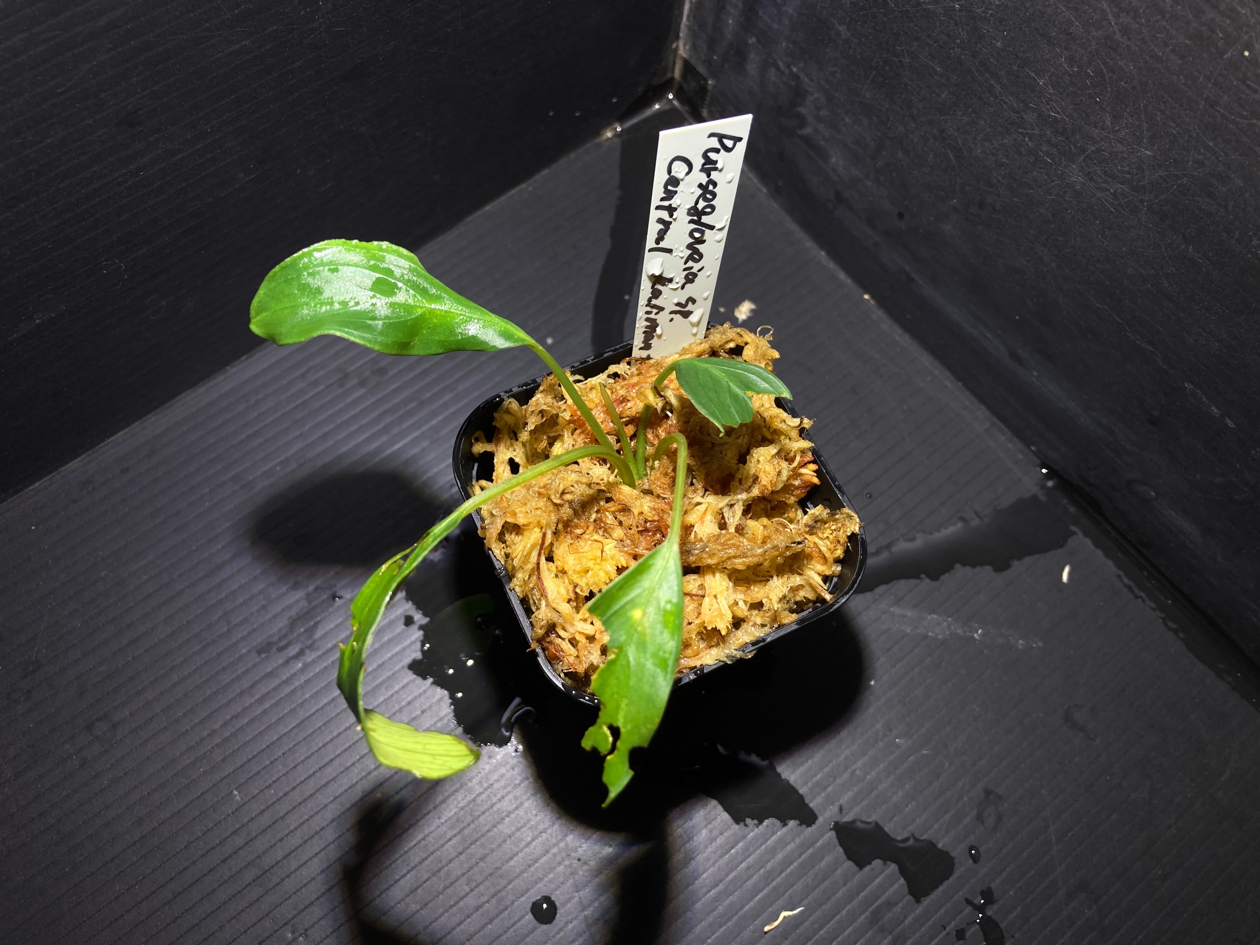 Homalomena sp. Mamasa 
