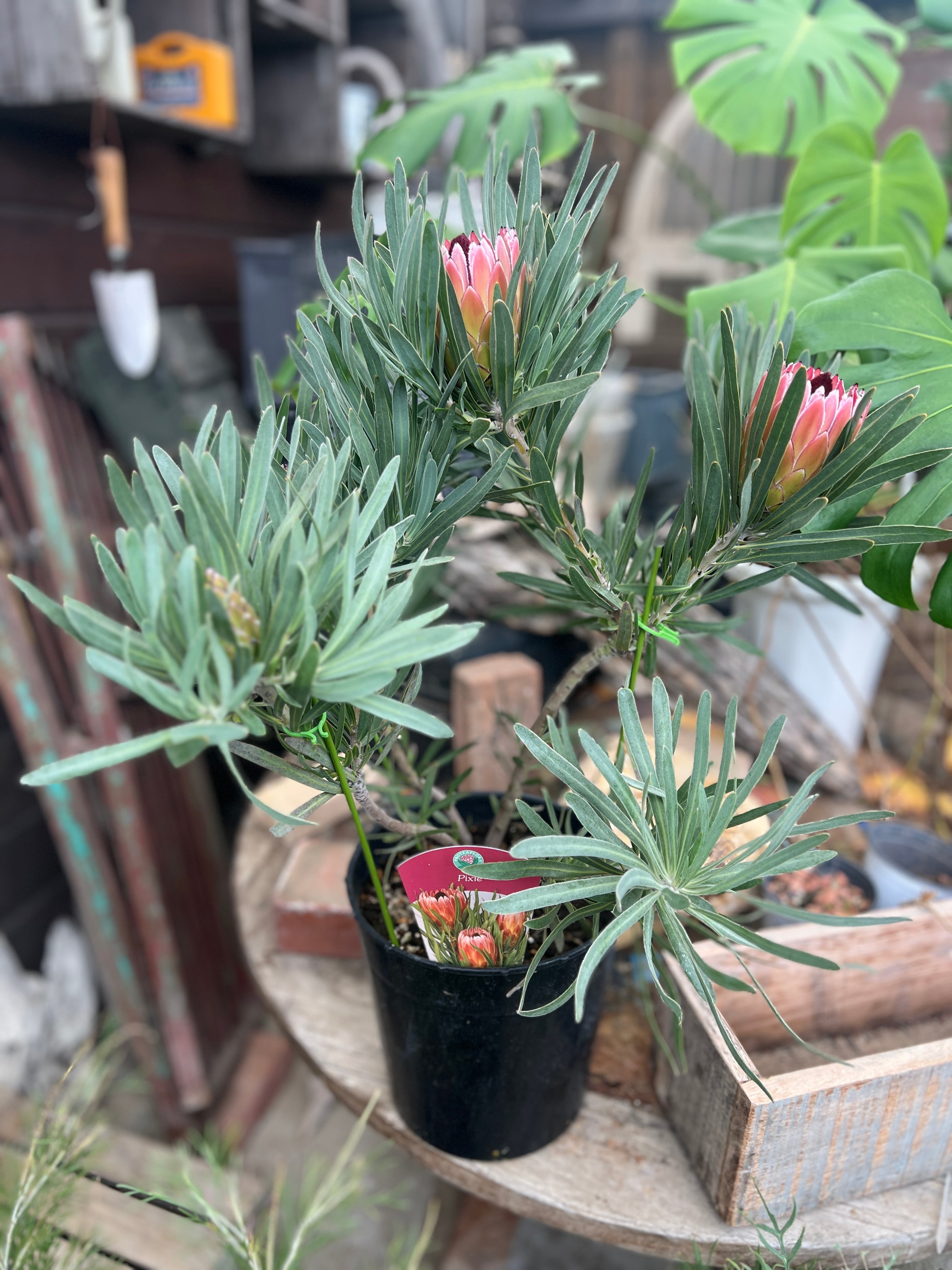 プロテア ピクシー（4F） | 沼ノ上農園