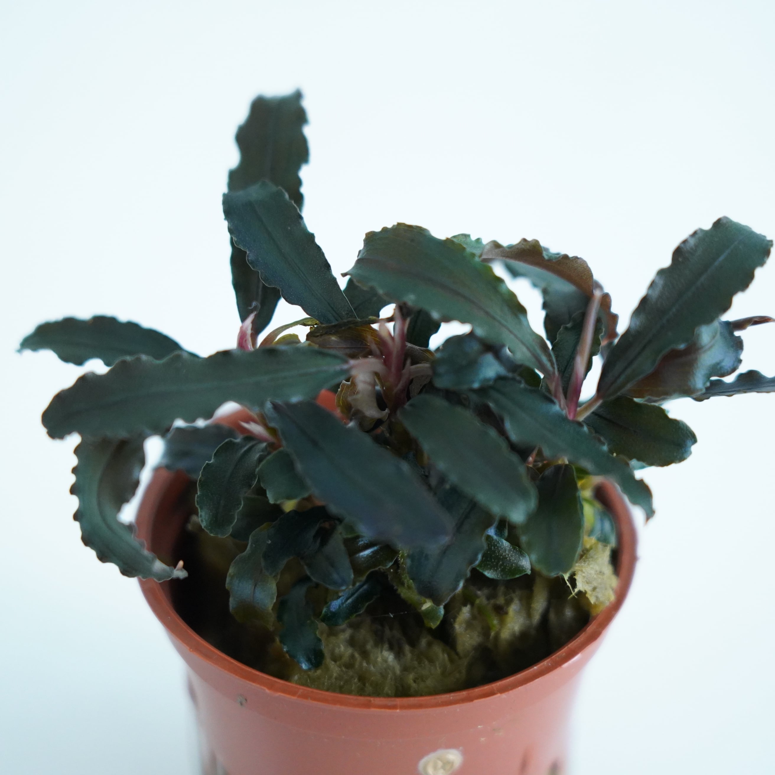 ブセファランドラ クダガン【熱帯植物】 苔テラリウム作製用素材◇L