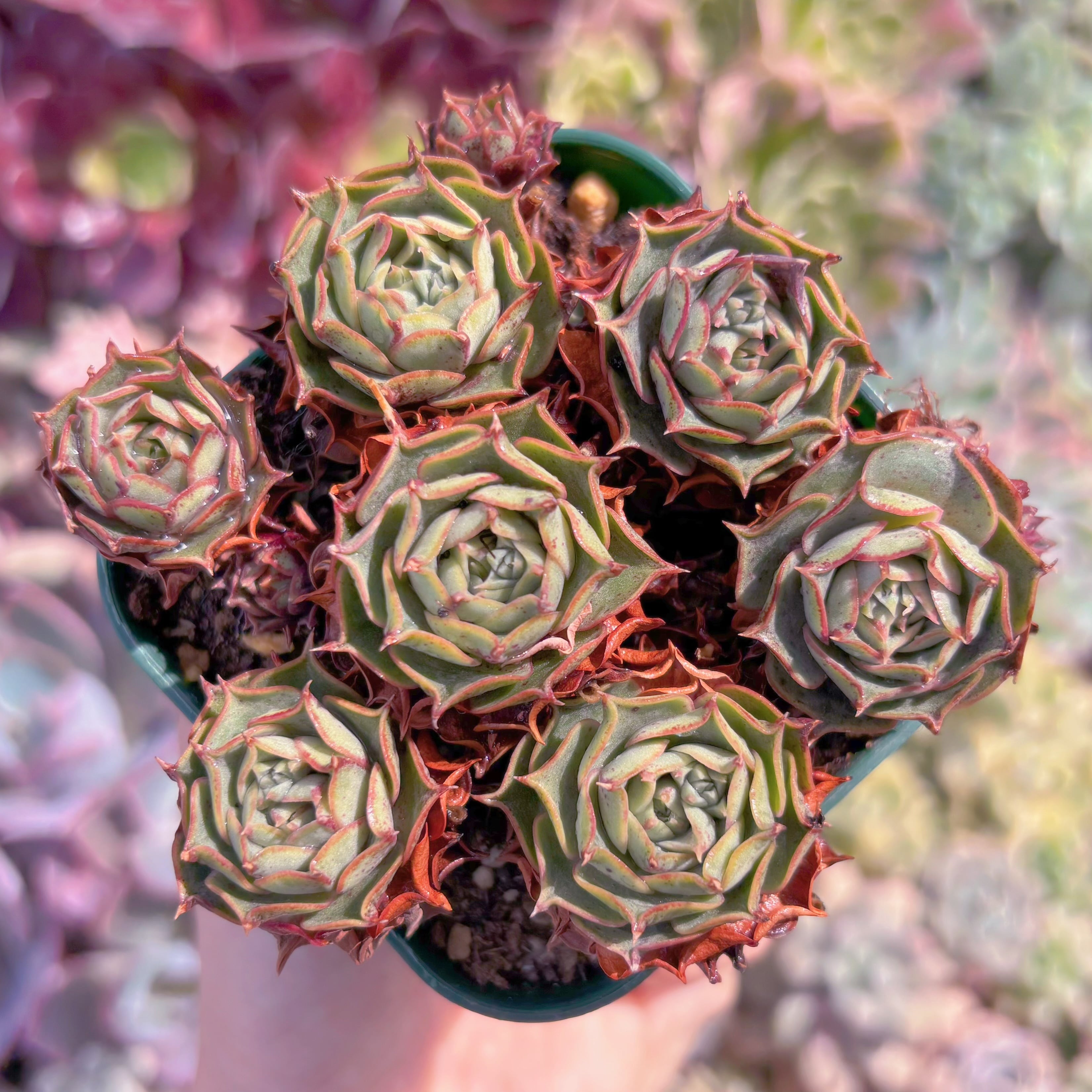 現品　ヨロッパロンギシマ#739　るる農園