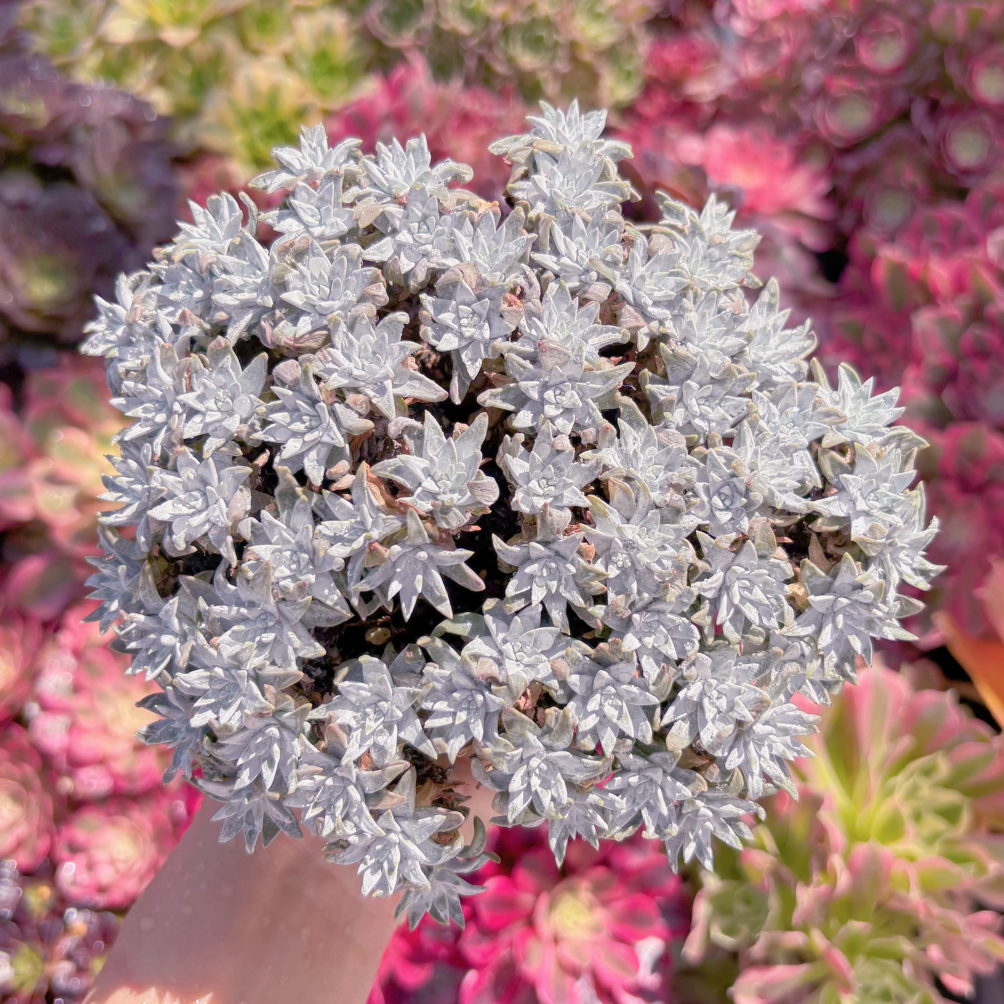 現品　白菊 ダドレアグノマ#628　特大群生　新入荷　るる農園