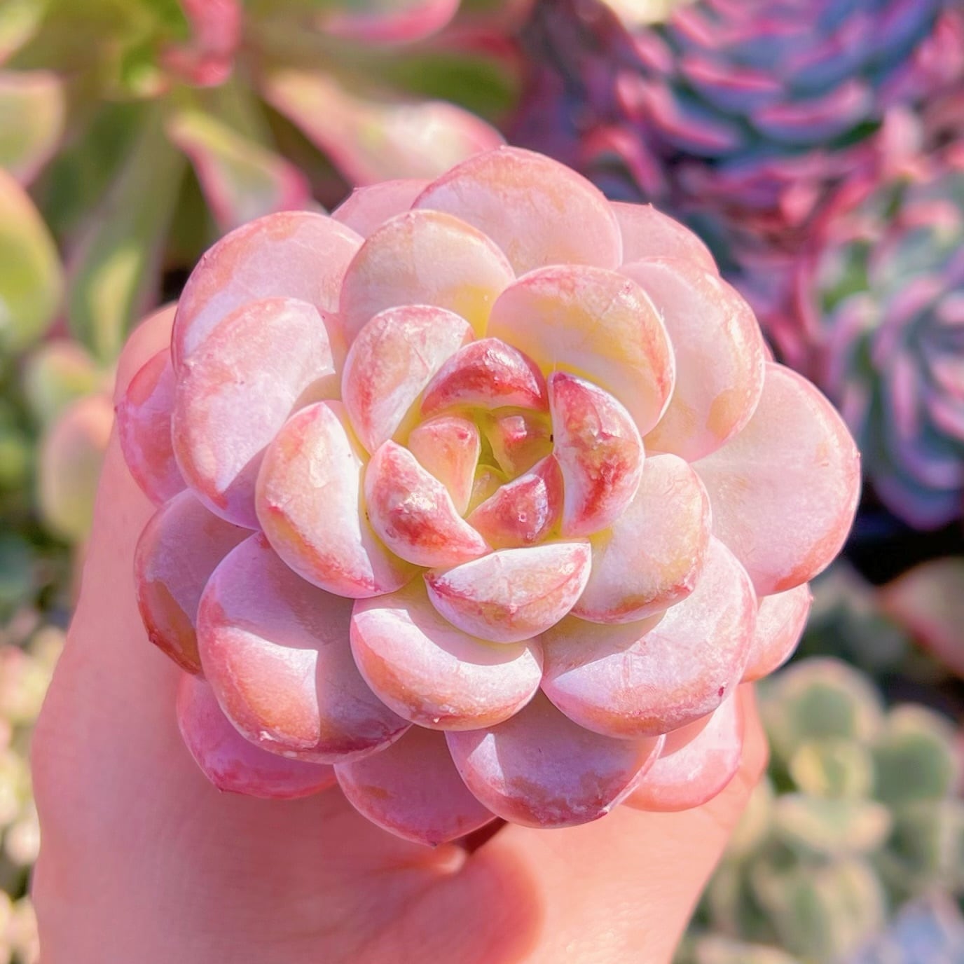 多肉植物 星雪 新入荷 るる農園 | るる農園~多肉植物専門