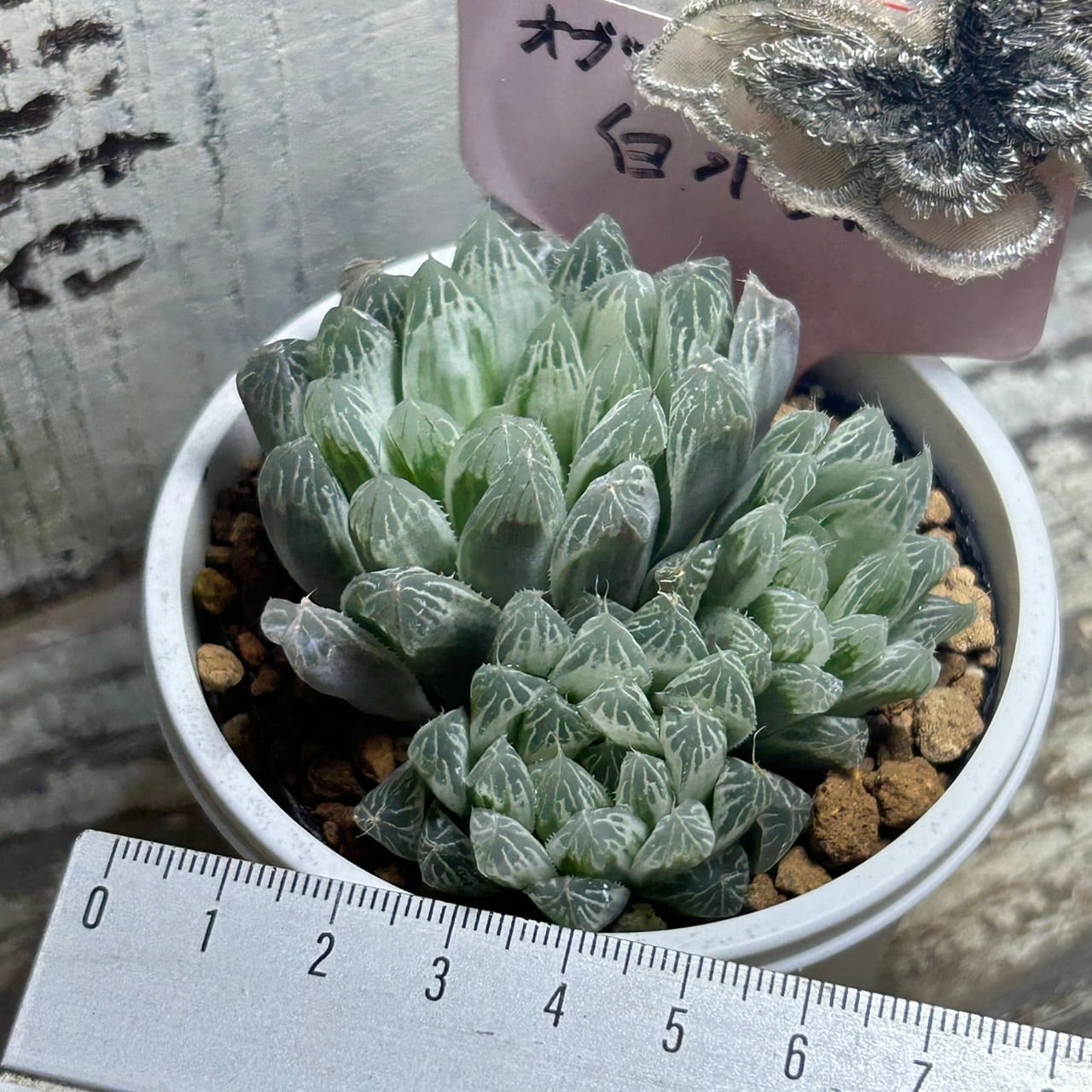 白水晶 ハオルチア | RuPo 多肉植物専門店