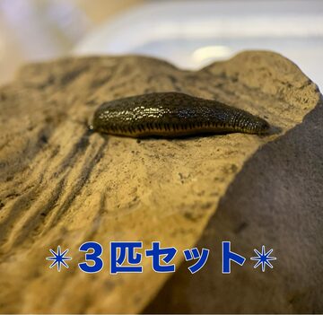 ネッタイチスイビル✴︎Hirudinaria Javanica✴︎1匹 | PAY ID