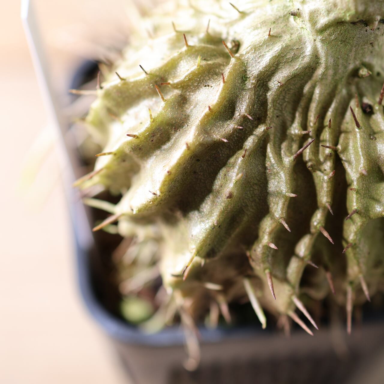 396 アリと共生する『アリ植物 ミルメコディア ツベローサ Myrmecodia