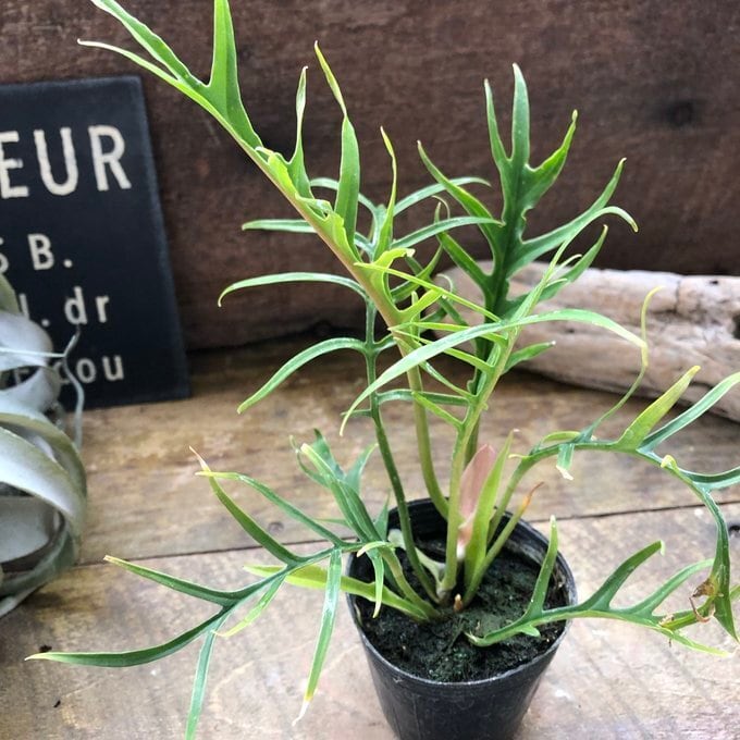 トータム フィロデンドロン 細葉 切れ込み 観葉植物 | 植物の店ベリー