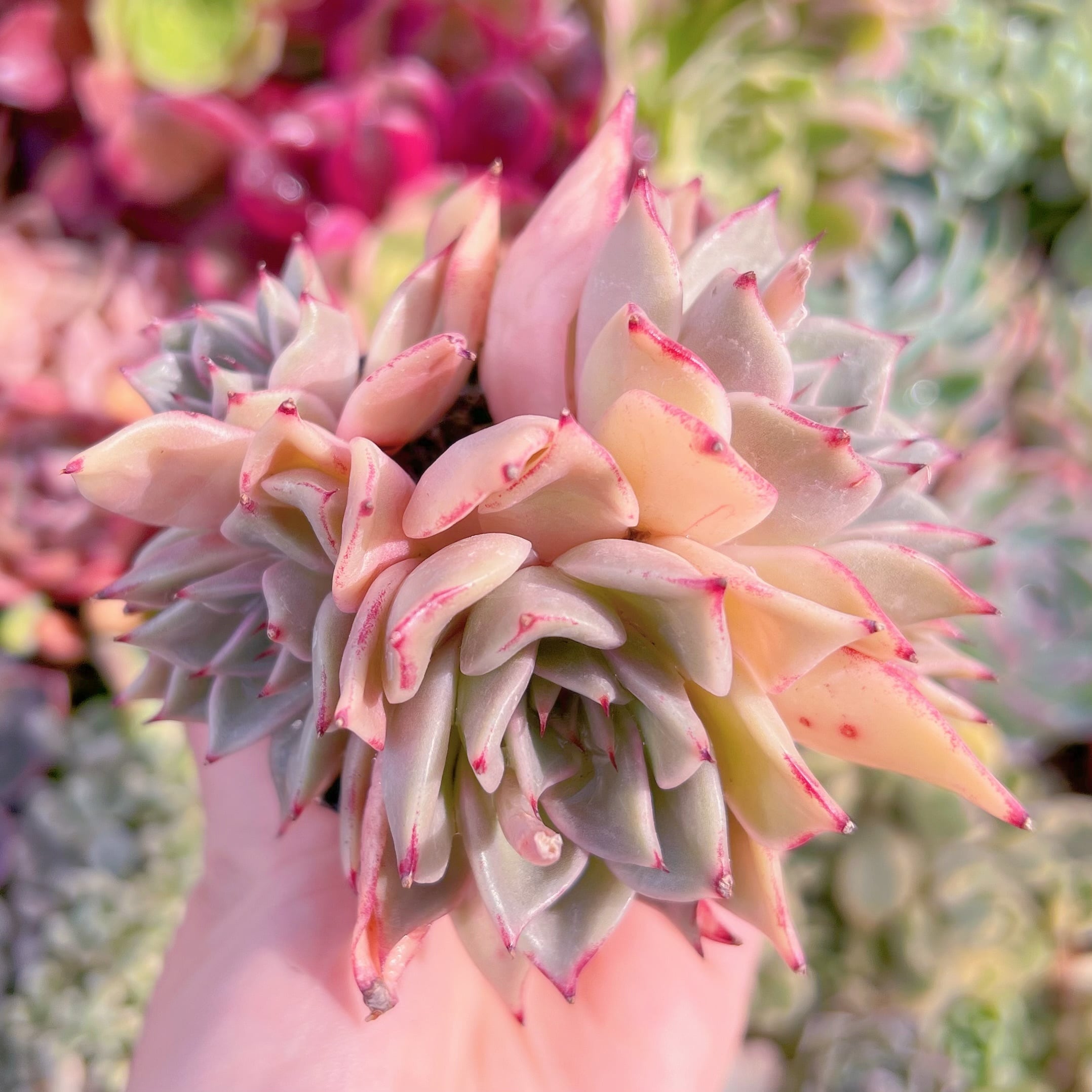 現品　secret rose#F043　群生　るる農園