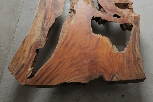 欅　Zelkova