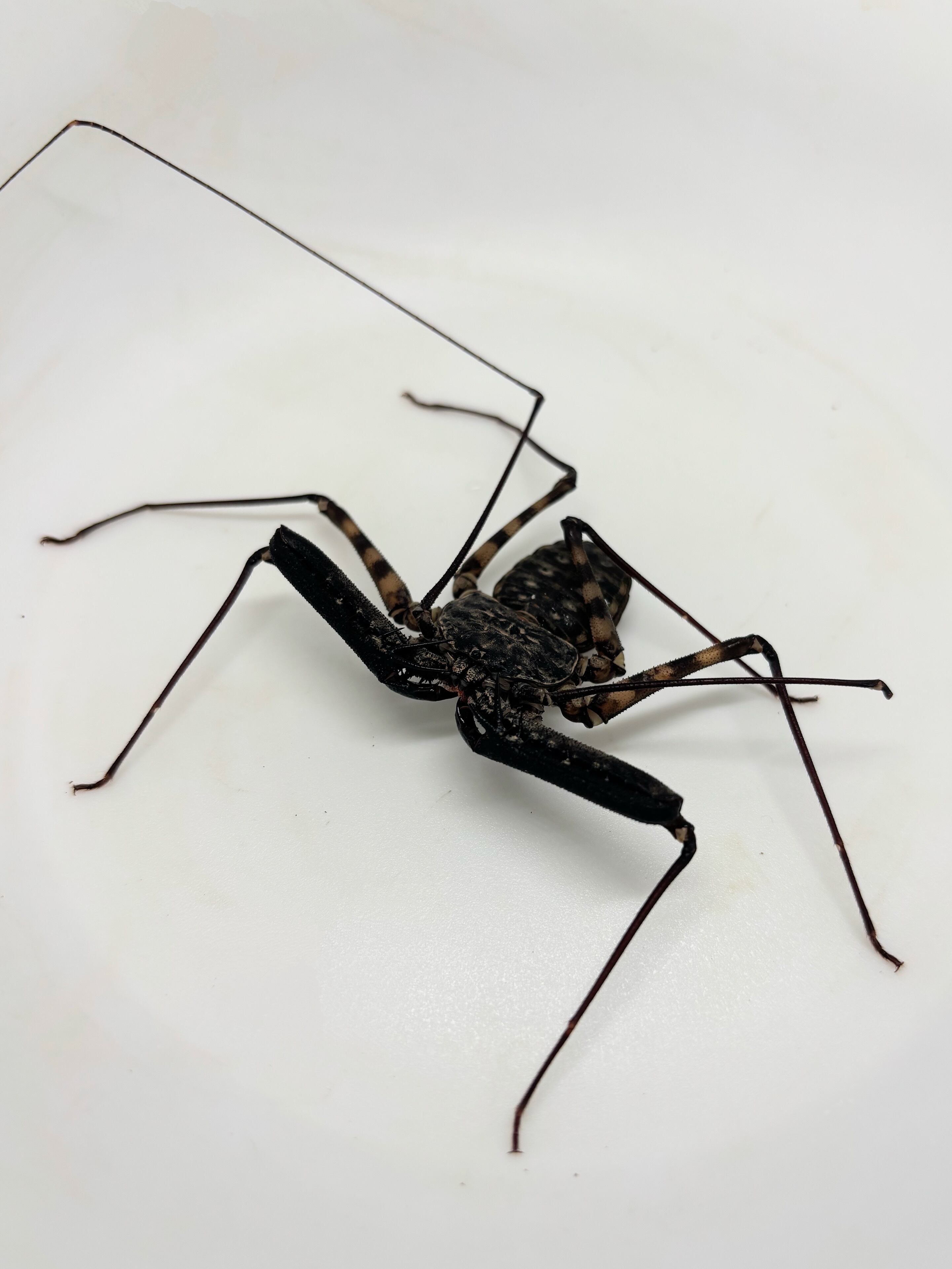 ペルビアンジャイアントセンチピード 1匹 | まるころ商店〜まるくて