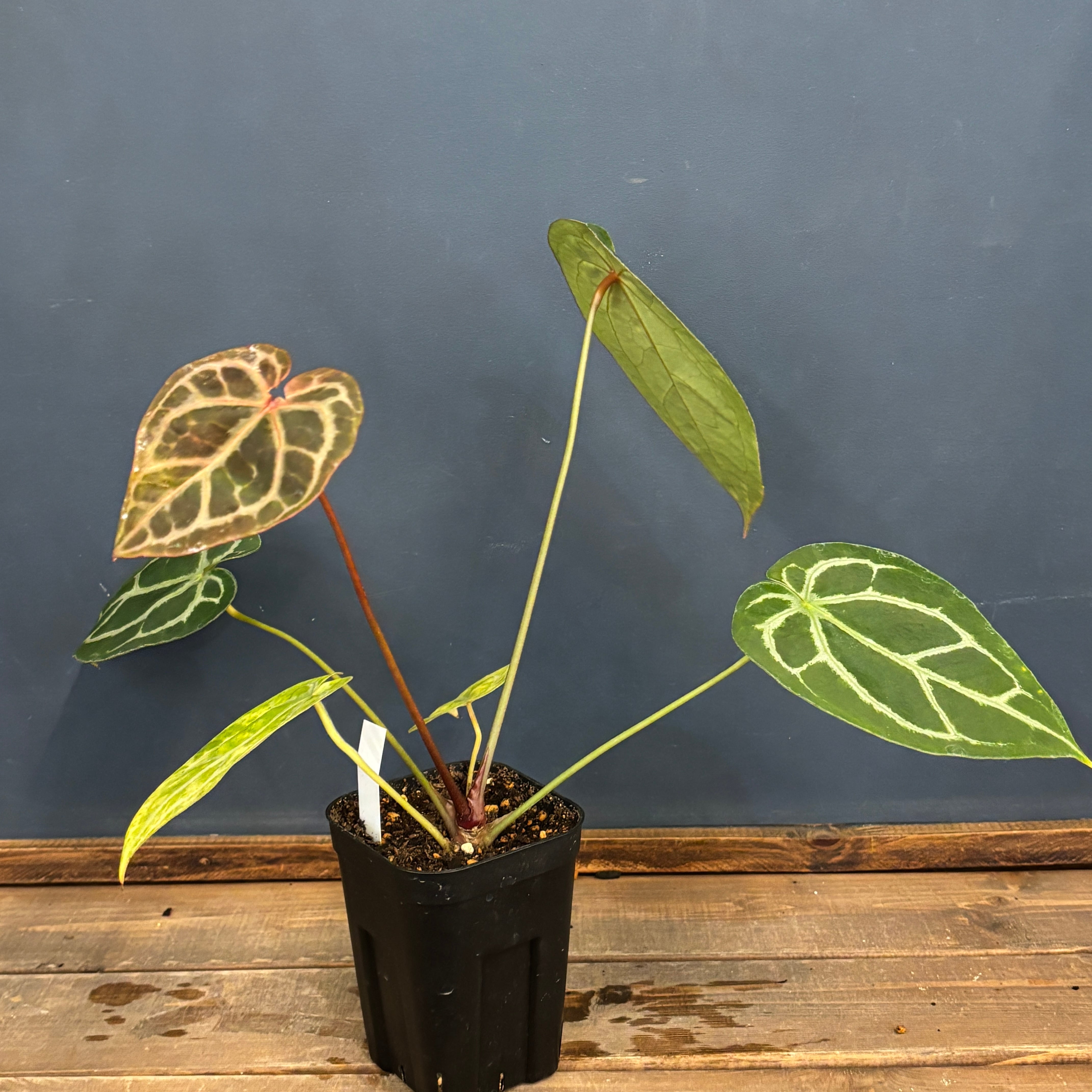 クリアランス】アンスリウム magnificam 'Silver' × (Michell × Zara