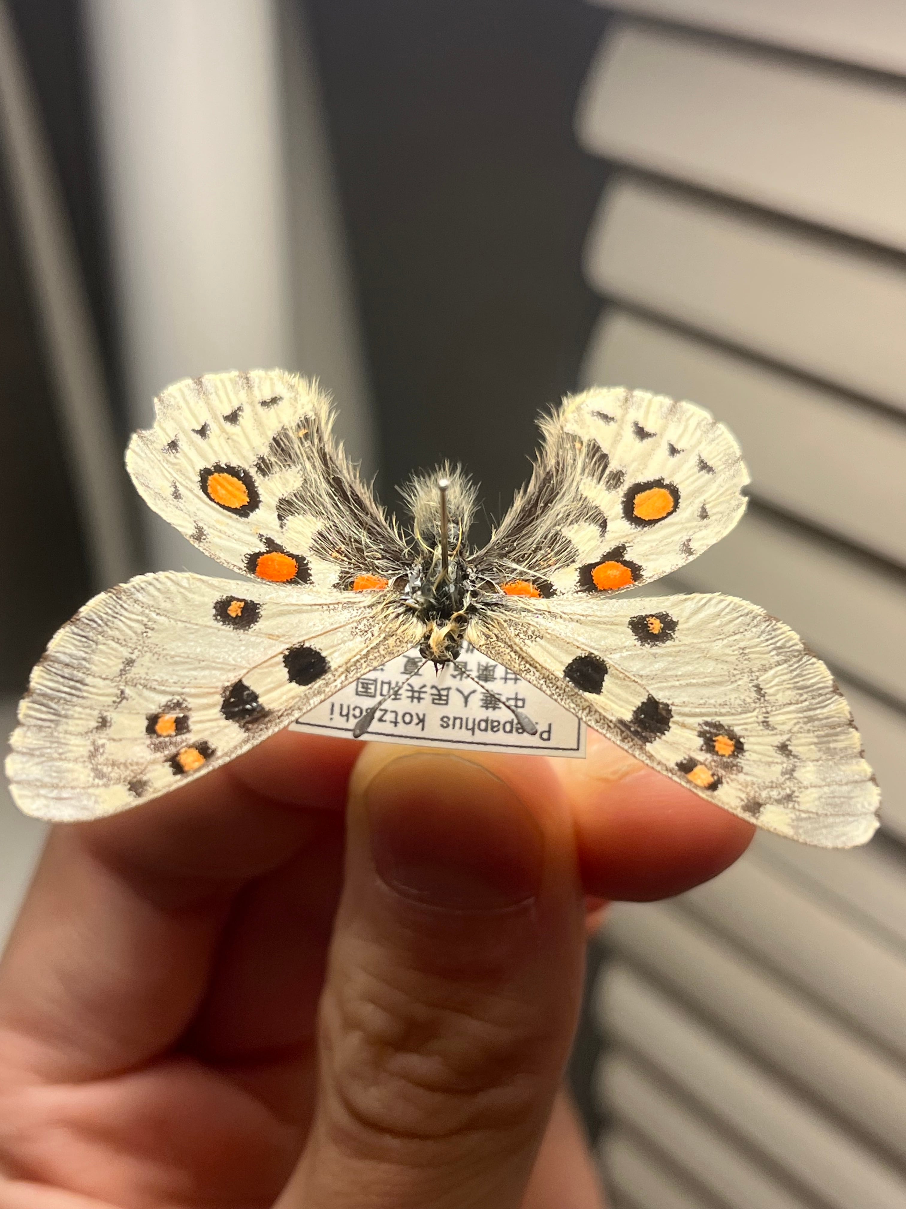 発色良！　パルナシウス ノミオン コイワヤイ　蝶　標本 テンジクウスバアゲハ パルナシウス Parnassius オオマルバネウスバ 蝶