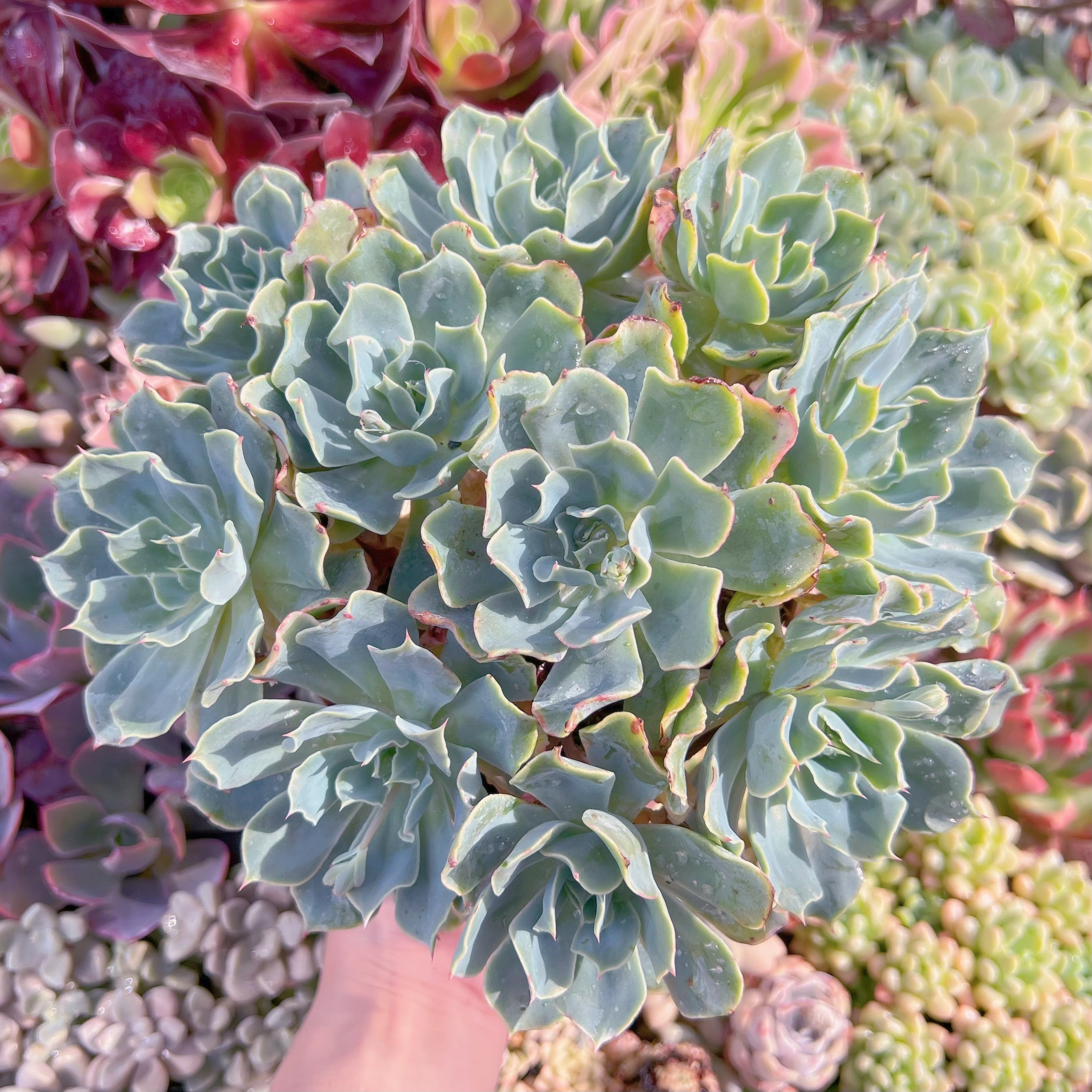 現品　Tsunami#F018　特大群生    るる農園