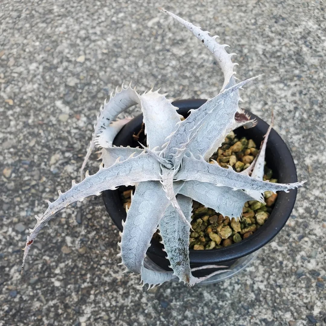 ディッキア　ケスウィック超巨大群生株 ディッキア ケスウィック超巨大群生株 ディッキア ケスウィック 超大型