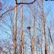 冬のカラスの巣　 crow's nest in winter