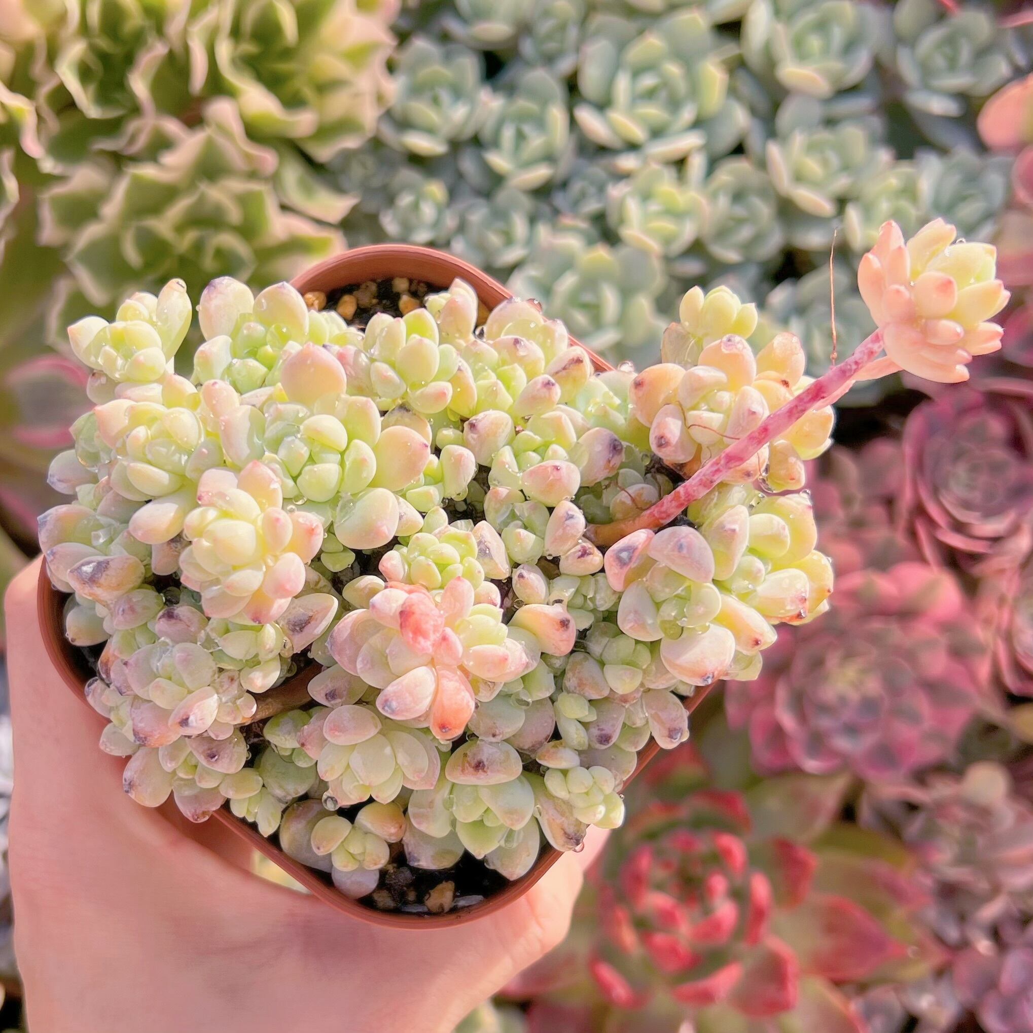 現品　新品種　香姫#2212　新入荷　るる農園