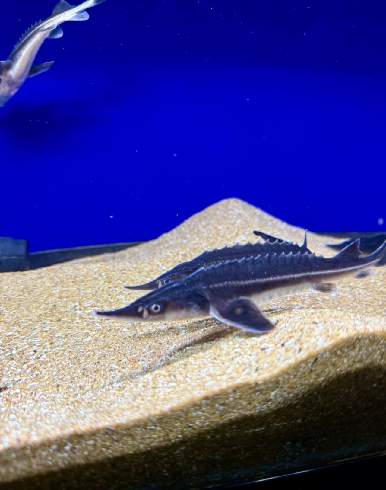 ベステルチョウザメ - 6