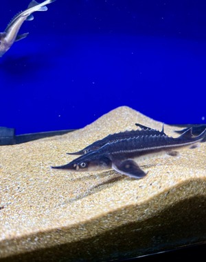 ベステルチョウザメ