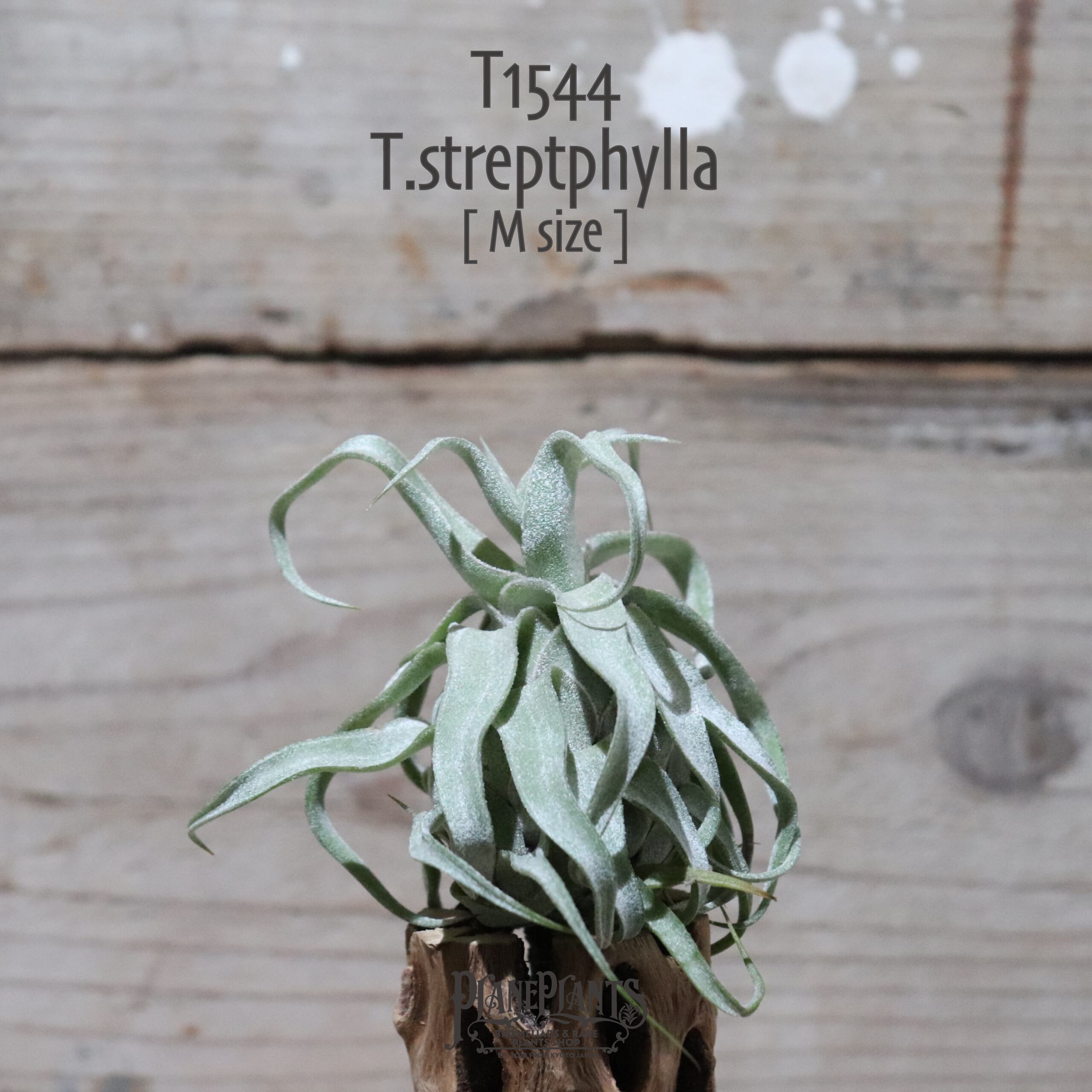 【送料無料】streptophylla M〔エアプランツ〕現品発送T1544