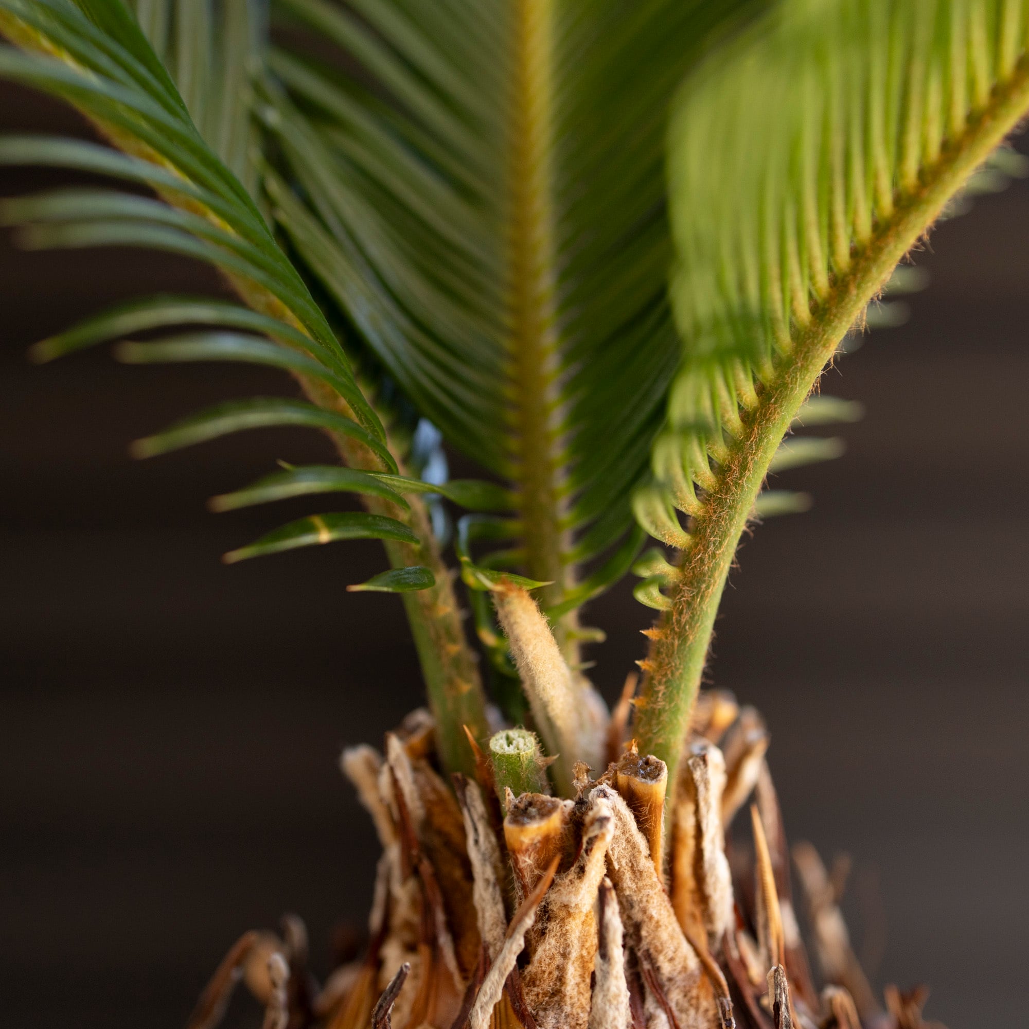 ソテツ 7号 蘇鉄 ヤシの木 ドライガーデン ロックガーデン セラアート