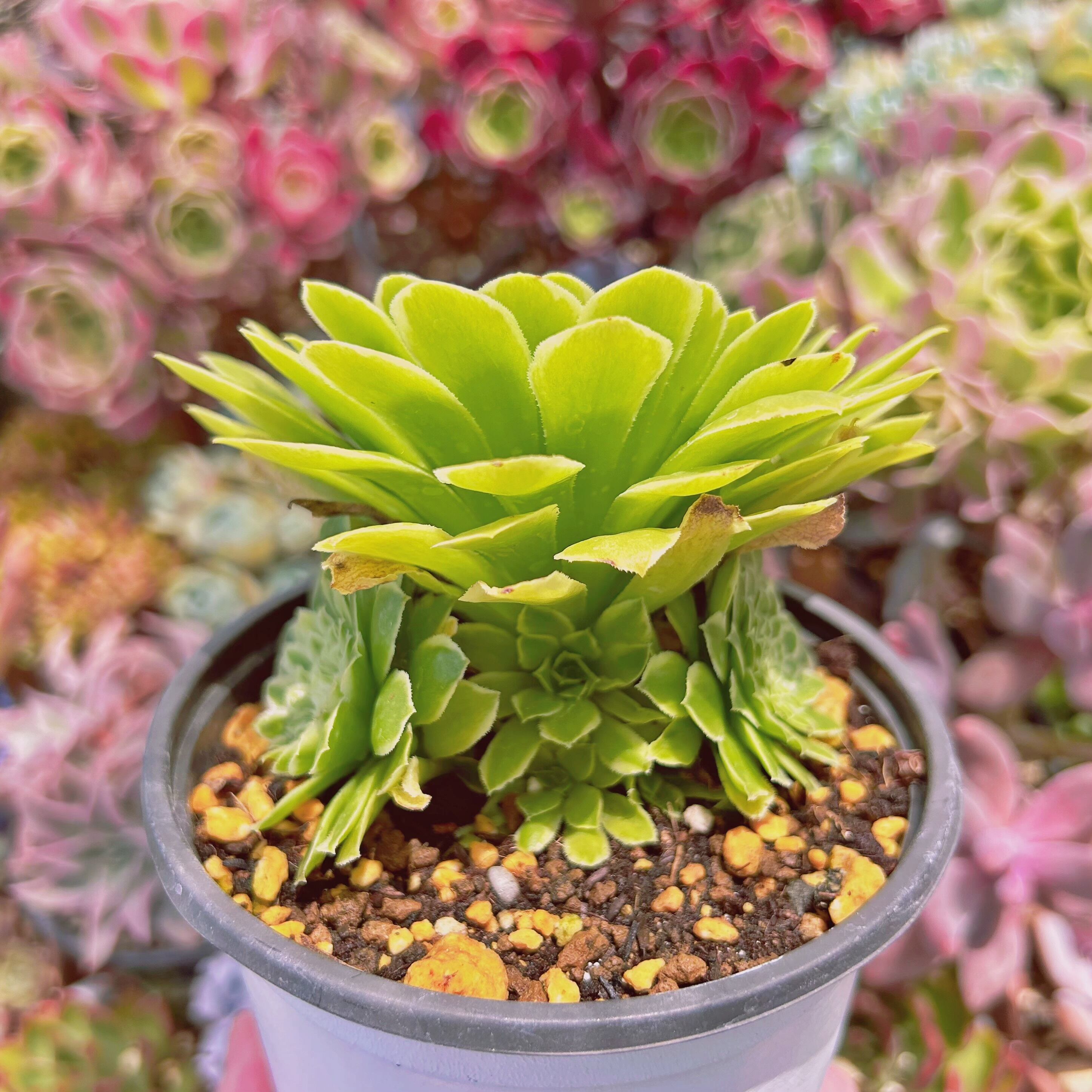 #854　多肉植物　emerald ice   特大　抜き苗