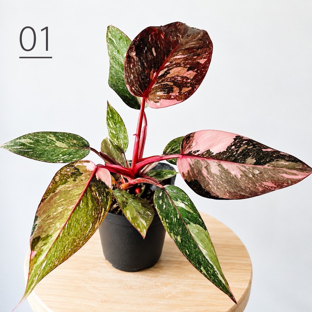 エピデンドラム ポリブルボン コルク付け洋ラン  観葉植物 calm cafe