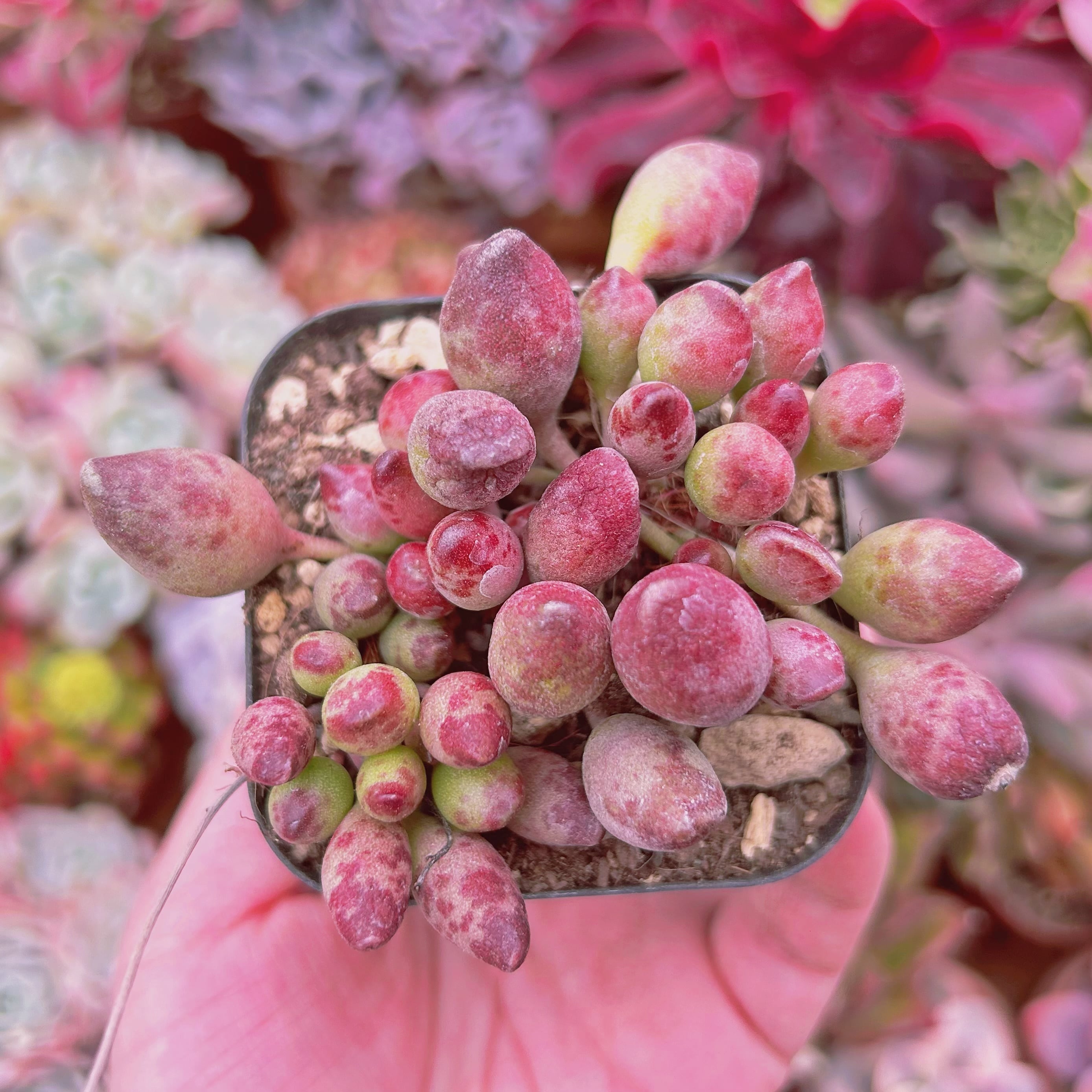 現物　多肉植物　インディアンクラブ　抜き苗