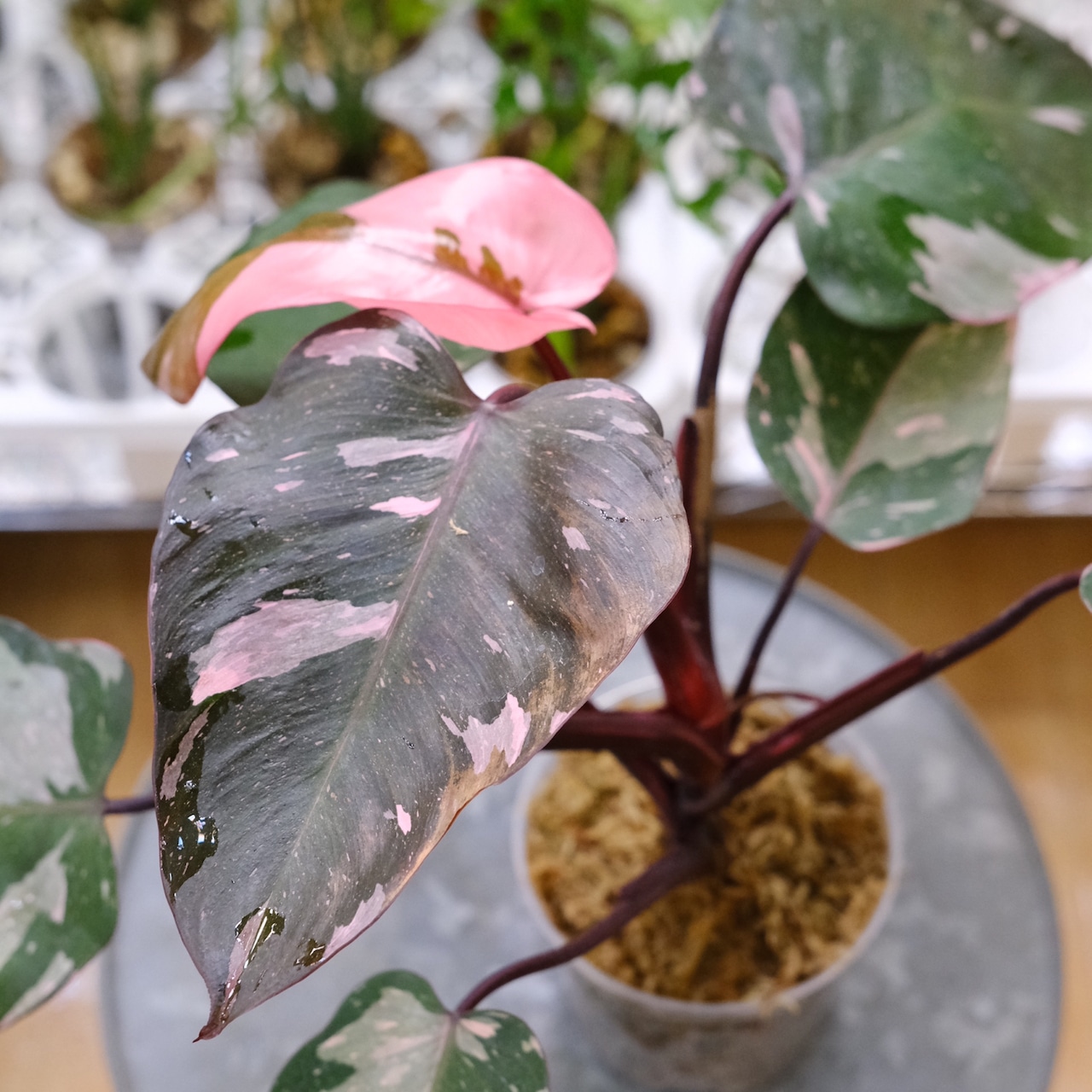 フィロデンドロン・ピンクプリンセス マーブルギャラクシー