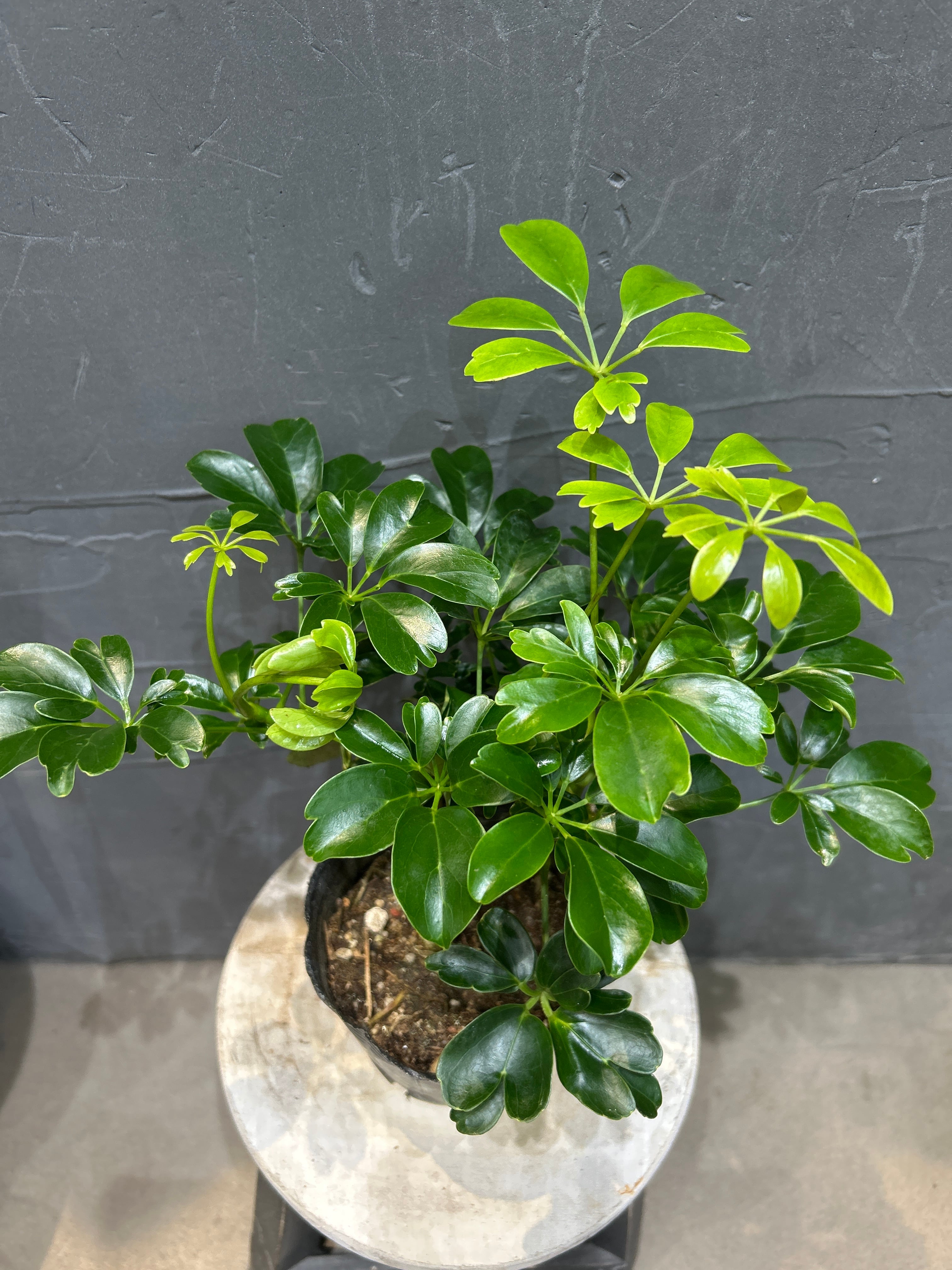 観葉植物 | MIDORIYA 観葉植物専門店