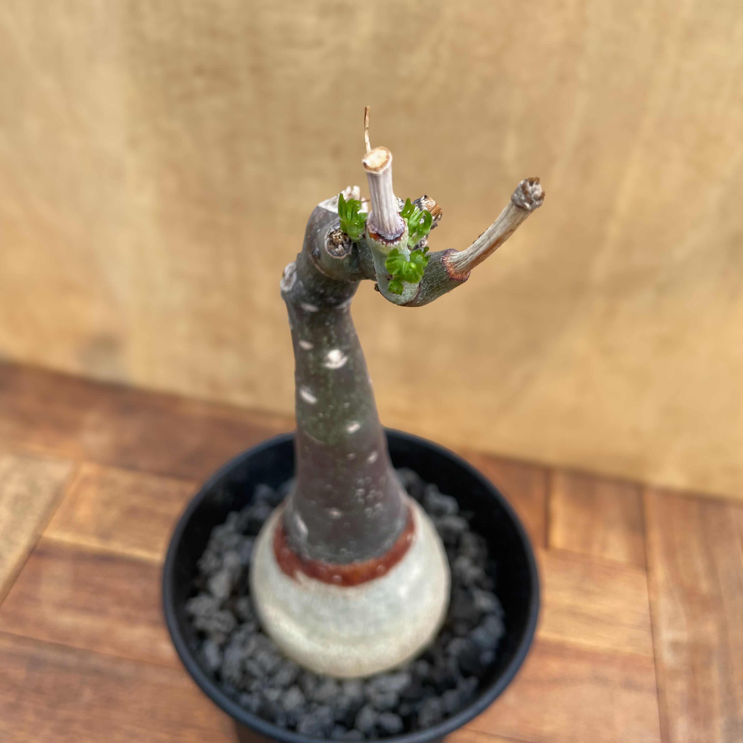 Adenia glauca【アデニア・グラウカ・実生】 | RIMO'S GREEN 【Saboten