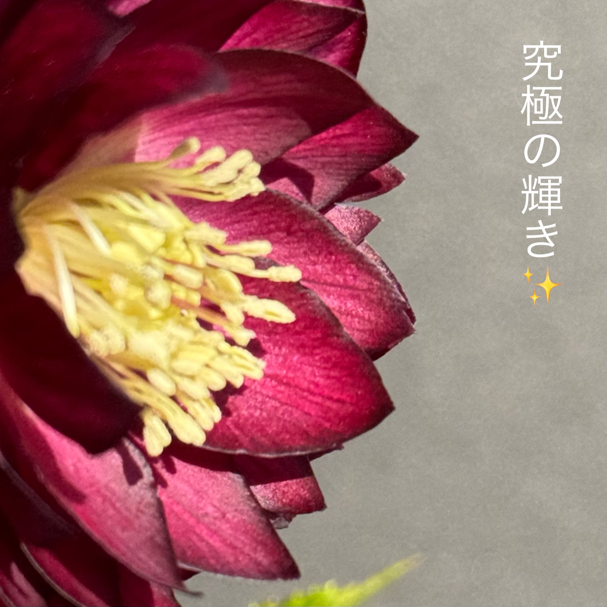 加藤農園クリスマスローズ開花株 DDやや多弁極上キラメキ⭐︎ディープ 