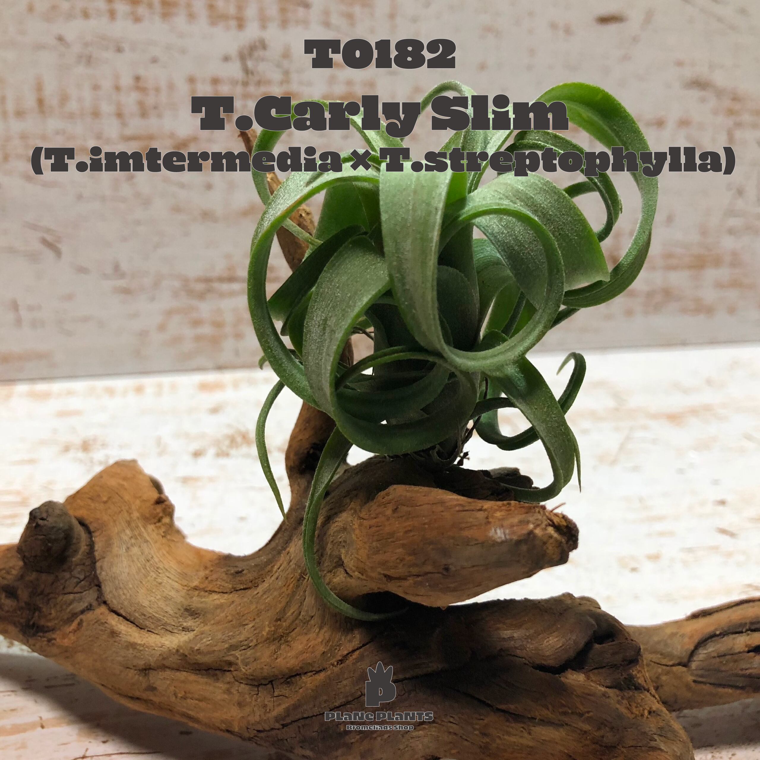 【送料無料】カーリースリム〔エアプランツ〕現品発送T0182