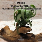 【送料無料】カーリースリム〔エアプランツ〕現品発送T0182