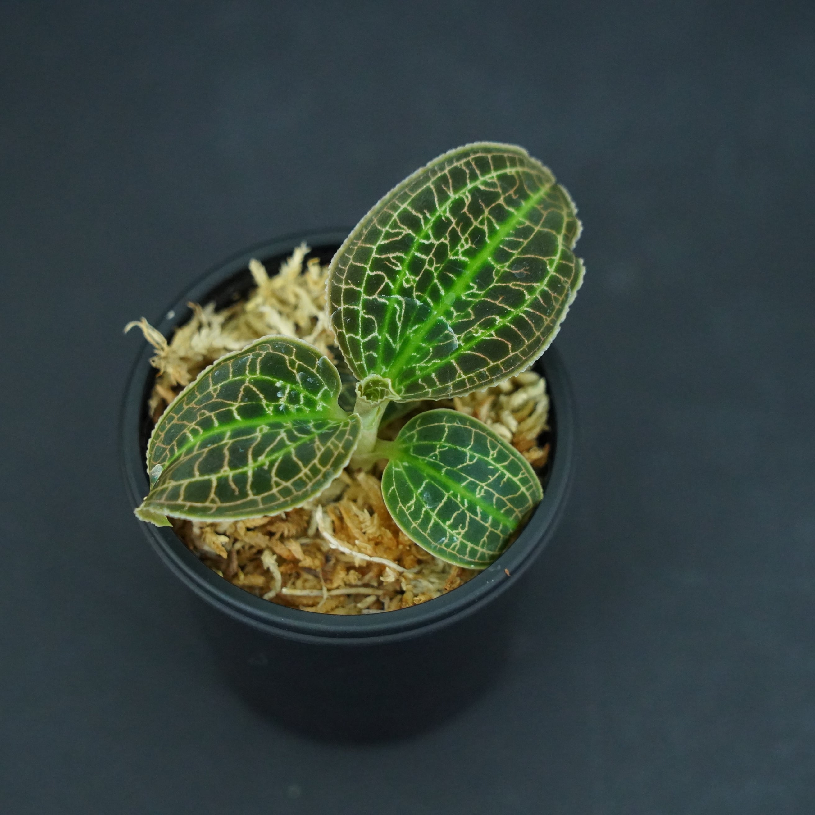 ◆現品◆マコデス レオナ【ジュエルオーキッド宝石蘭/石崎バイオ】#652