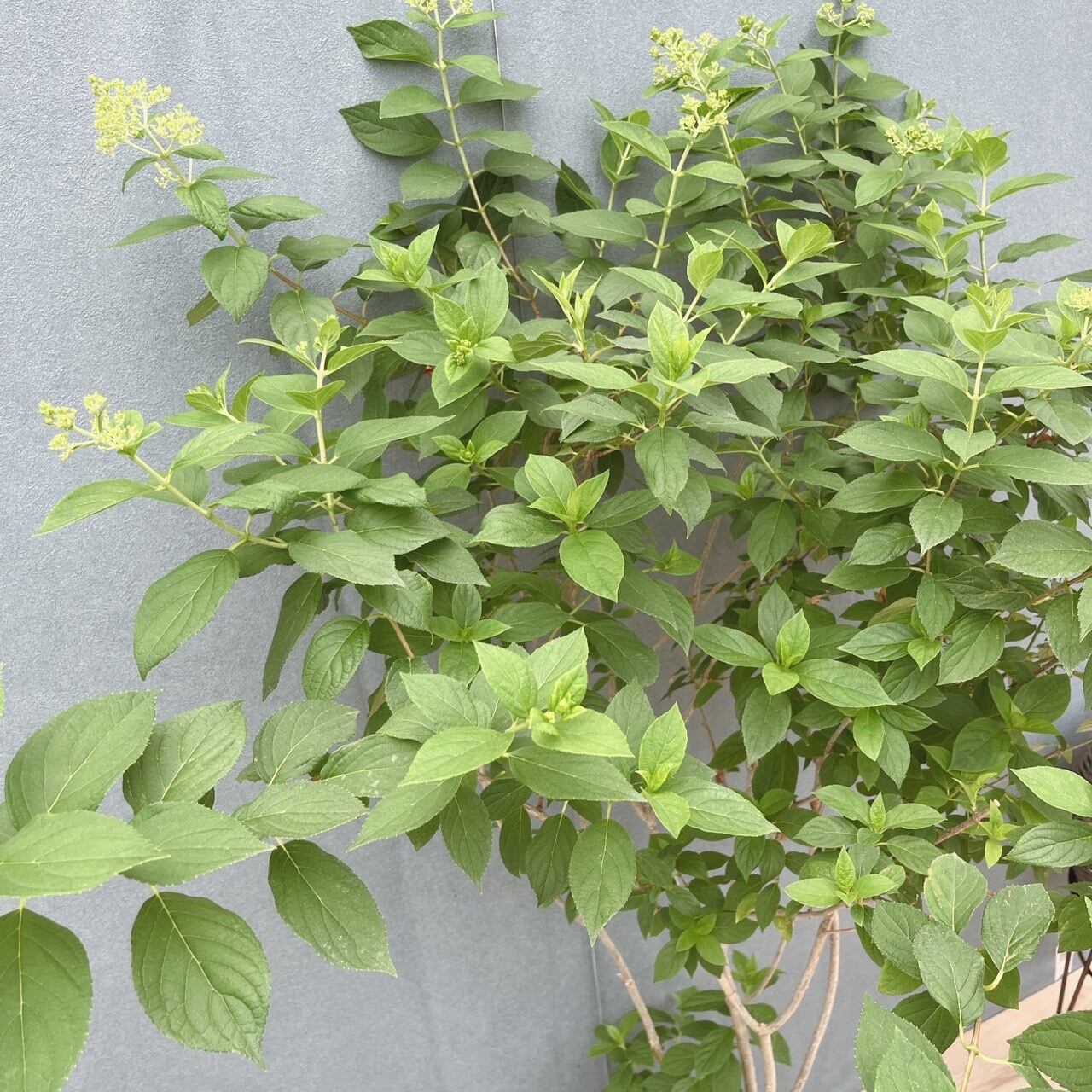 現品］ピラミッドアジサイ 9号 植物 紫陽花 ノリウツギ 落葉低木 | PF