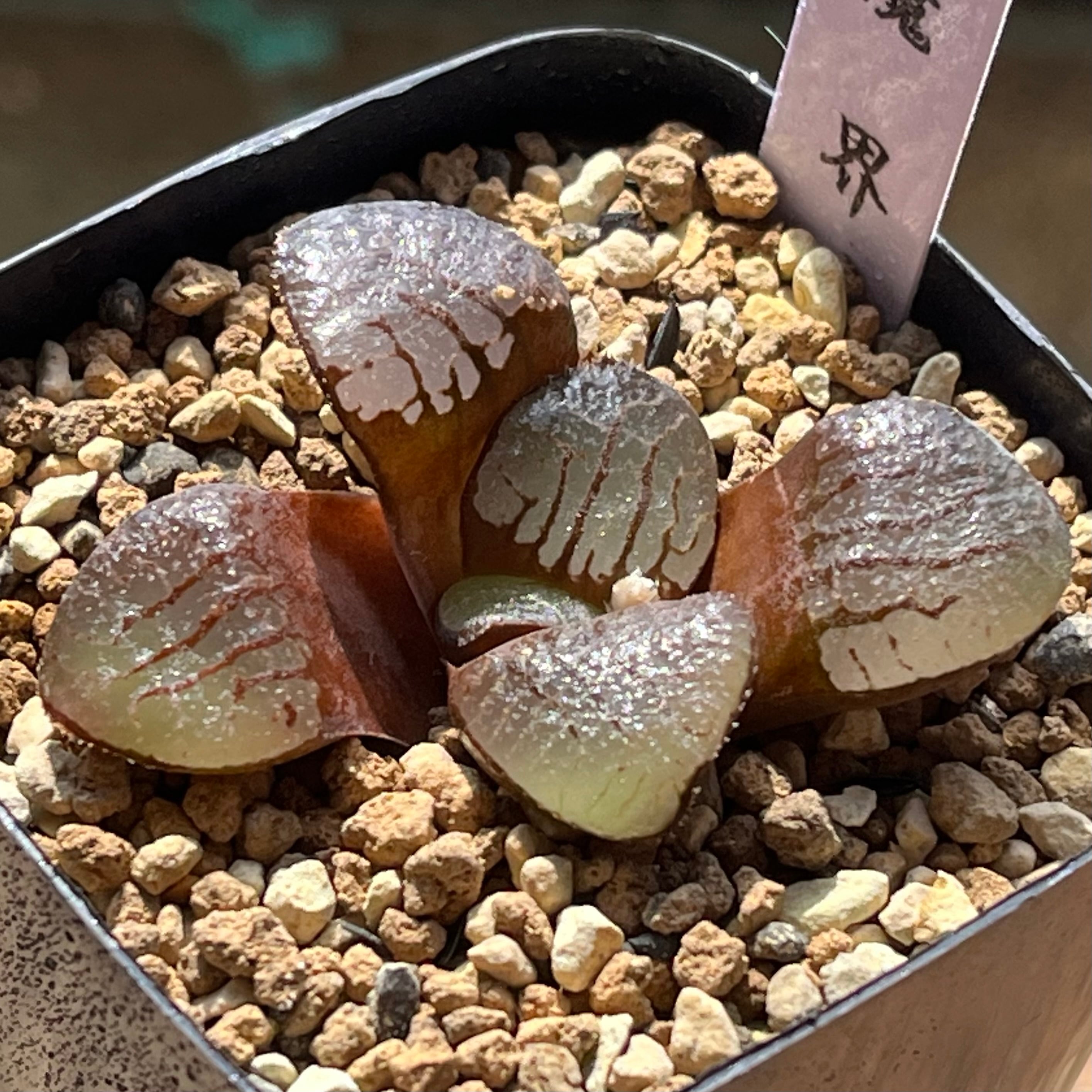 ハオルチア B型コンプトミュータント錦① | mocono_plants