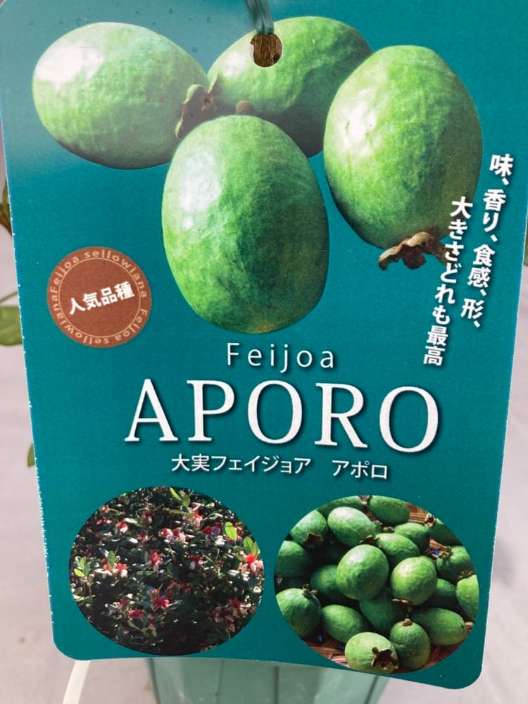 フェイジョア・アポロ 5号ポット | 日本ライン花木センター