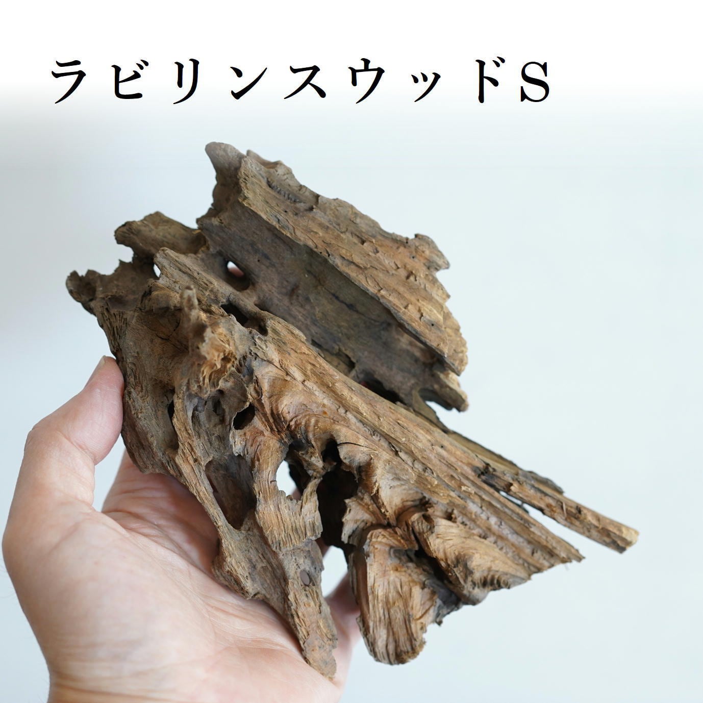 コケ 29センチプレート（ラビリンス） 公式通販 | テラリウム用流木