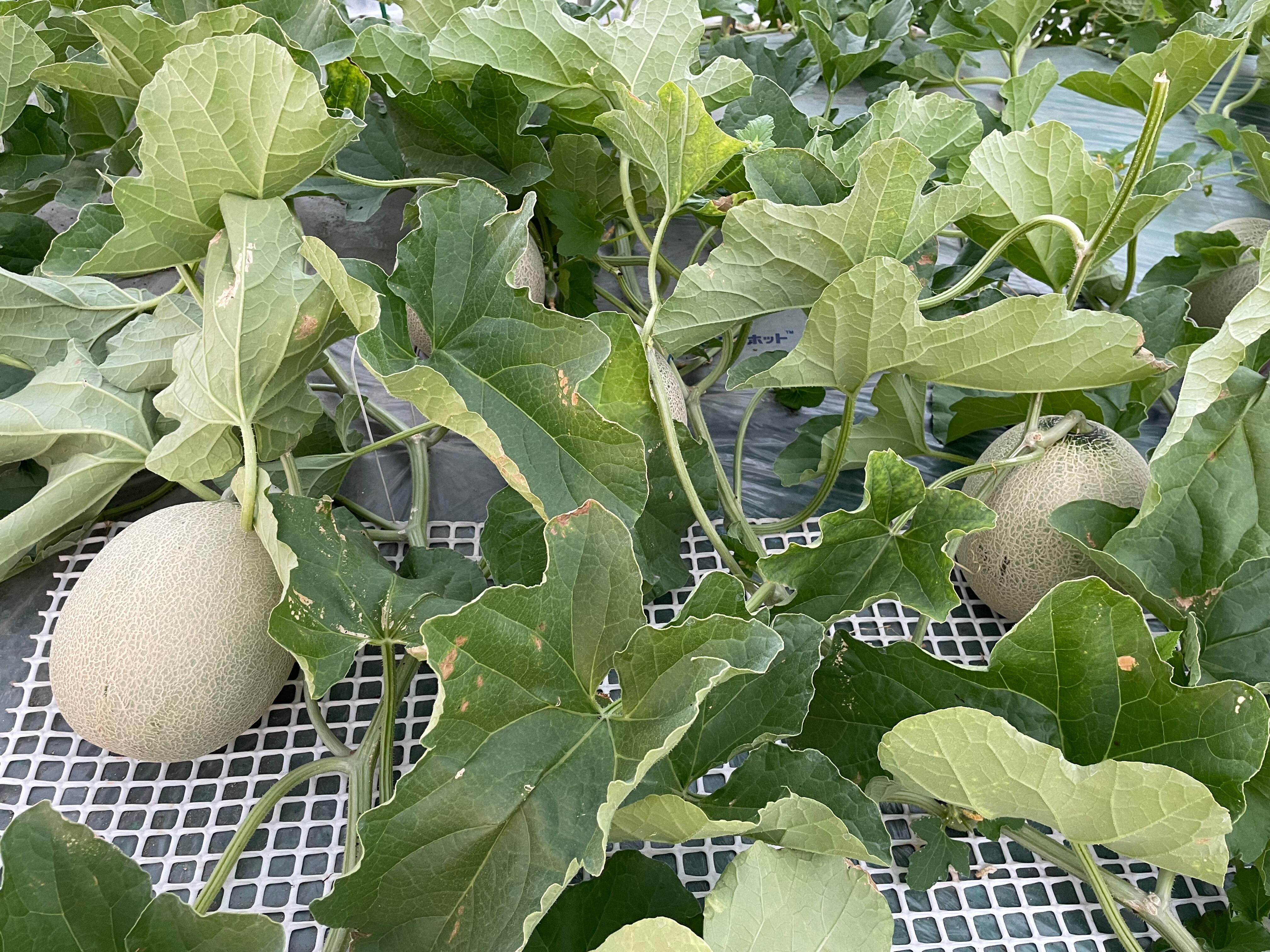 最高級富良野メロン R113U 秀品 特大玉（2.0〜2.5キロ）1玉入 ×2箱