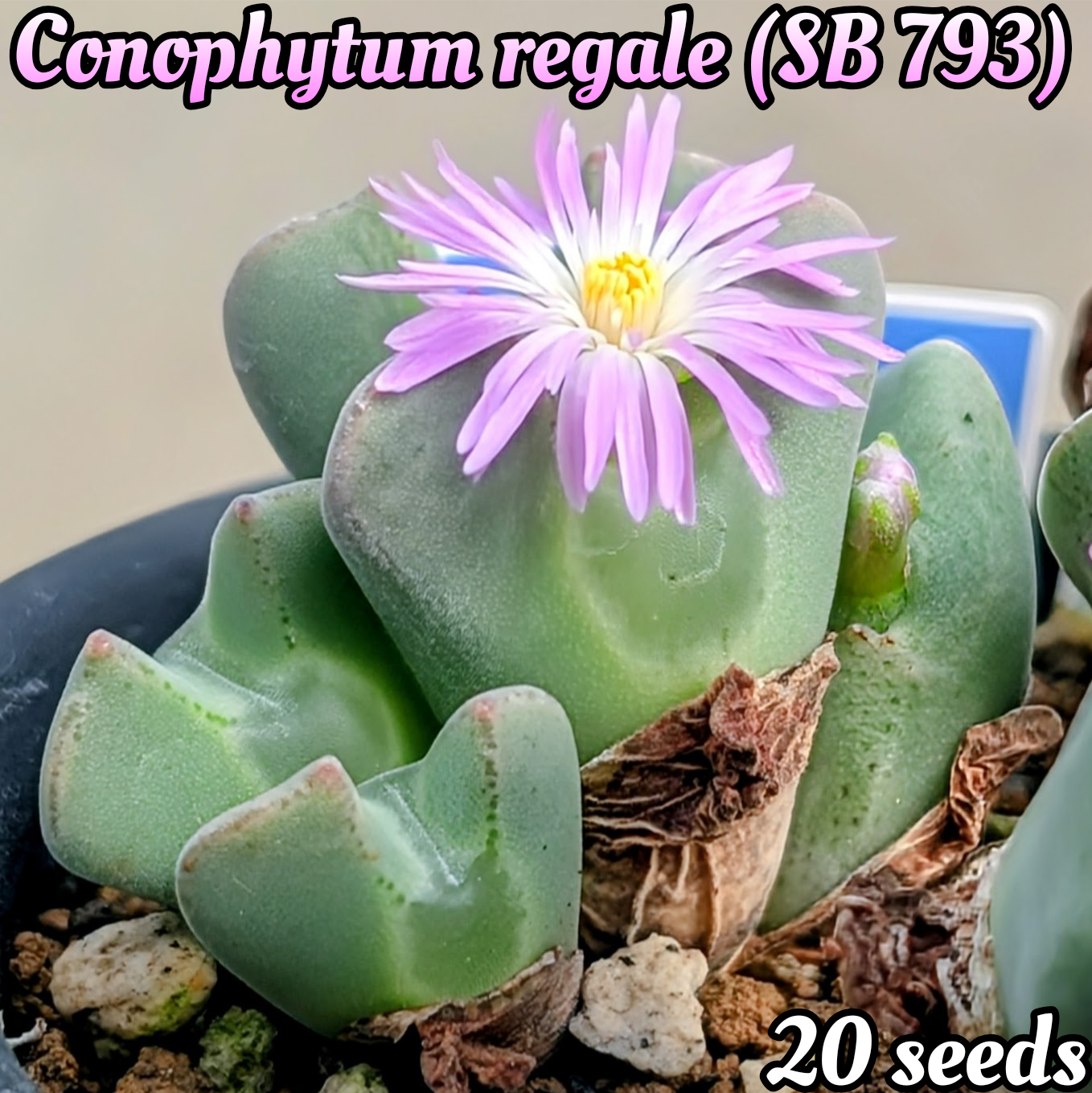 種子(少量パック)/20粒】Conophytum regale (SB 793)/コノフィツム