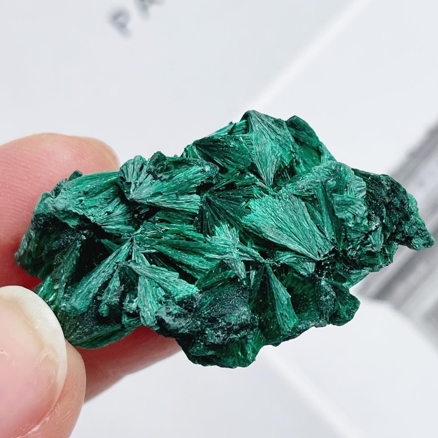 Velvet Malachite 1