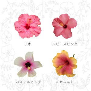 ガ-デンハイビスカス3.5号4色MIX【屋外向け】