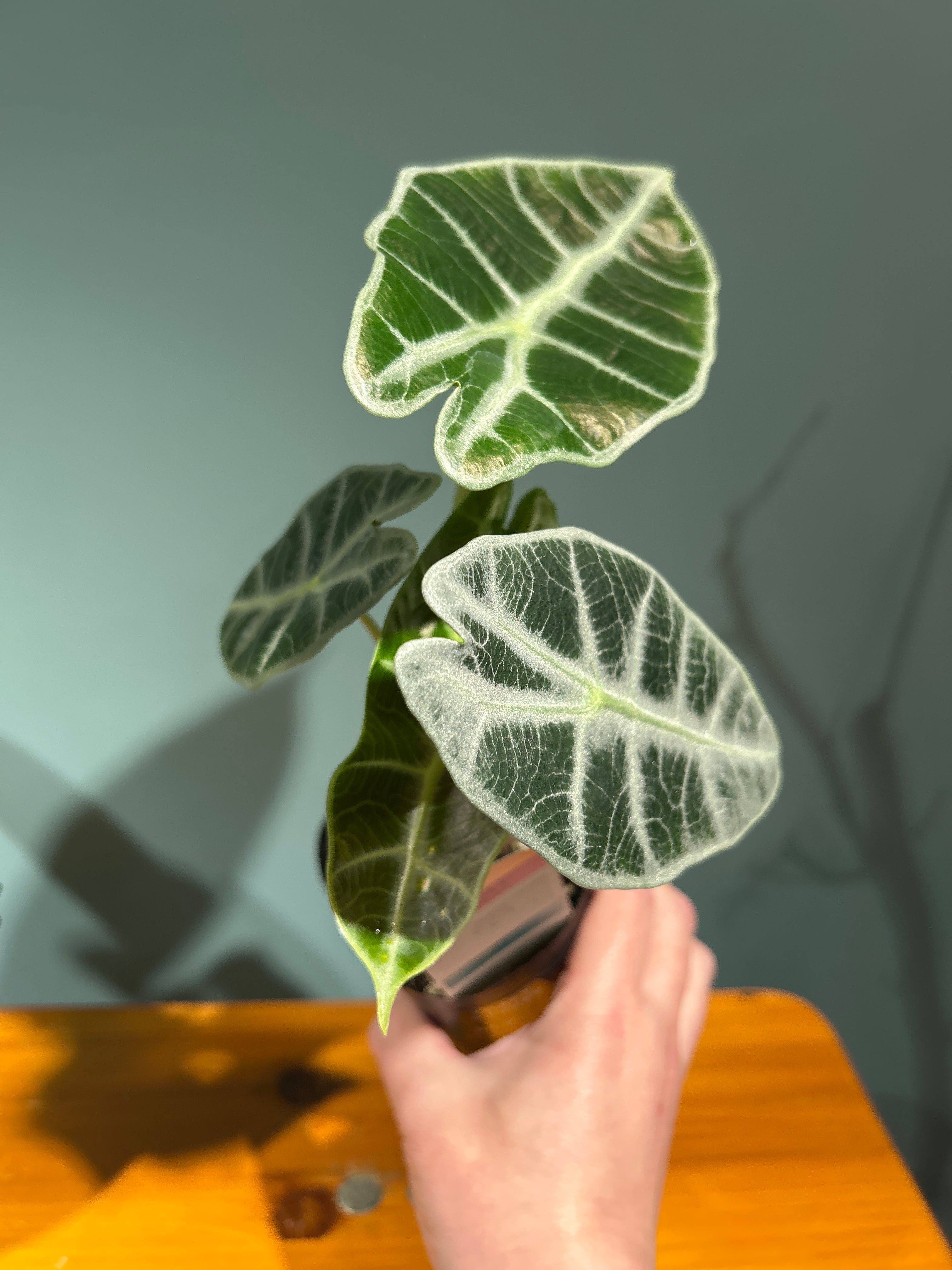 アロカシア ワトソニアナライトニング3号 | 植物との暮らし apricot