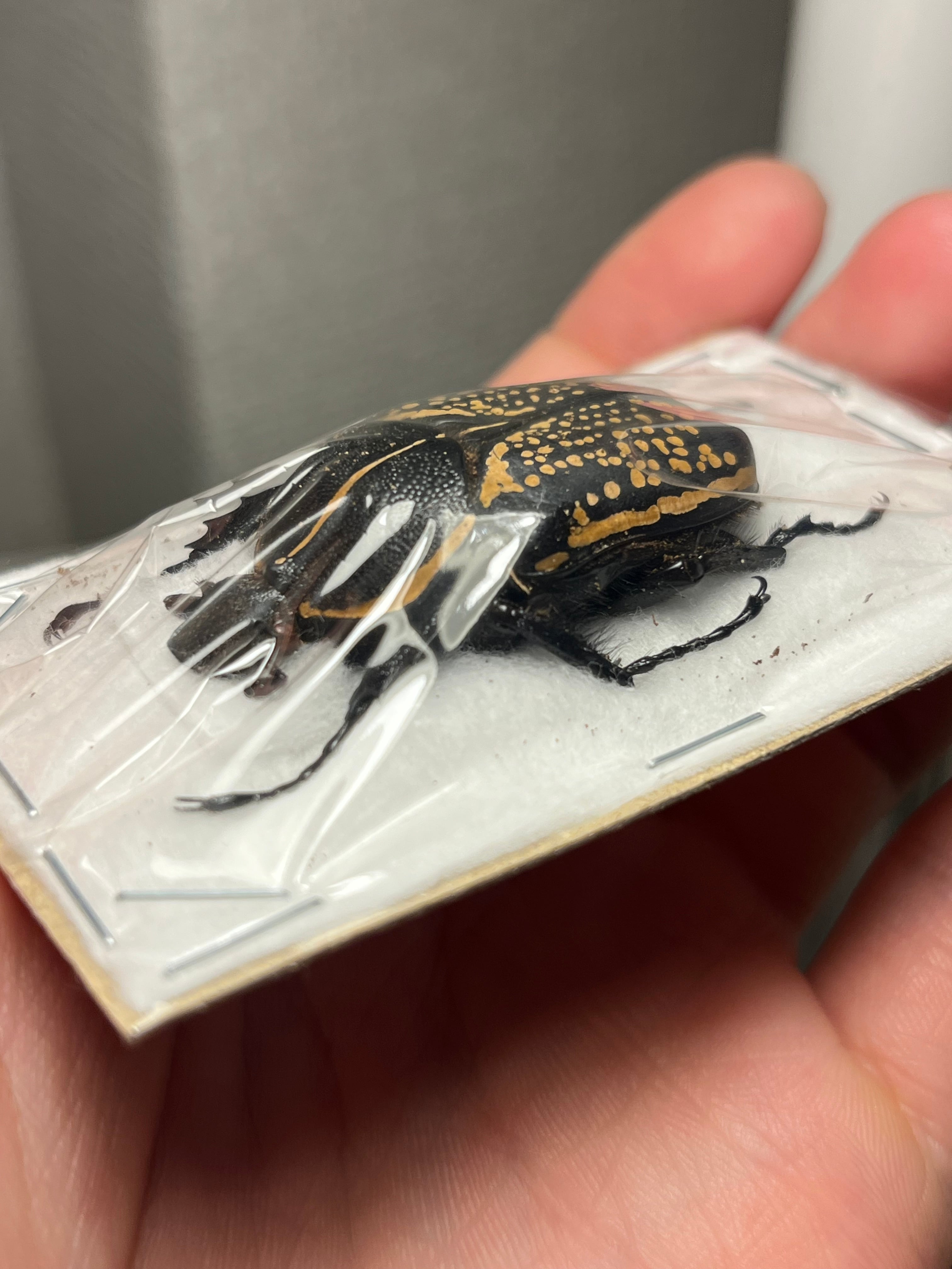 44mm♀】ハウセリイカリツノハナムグリ 標本カナブンウグイスコガネ