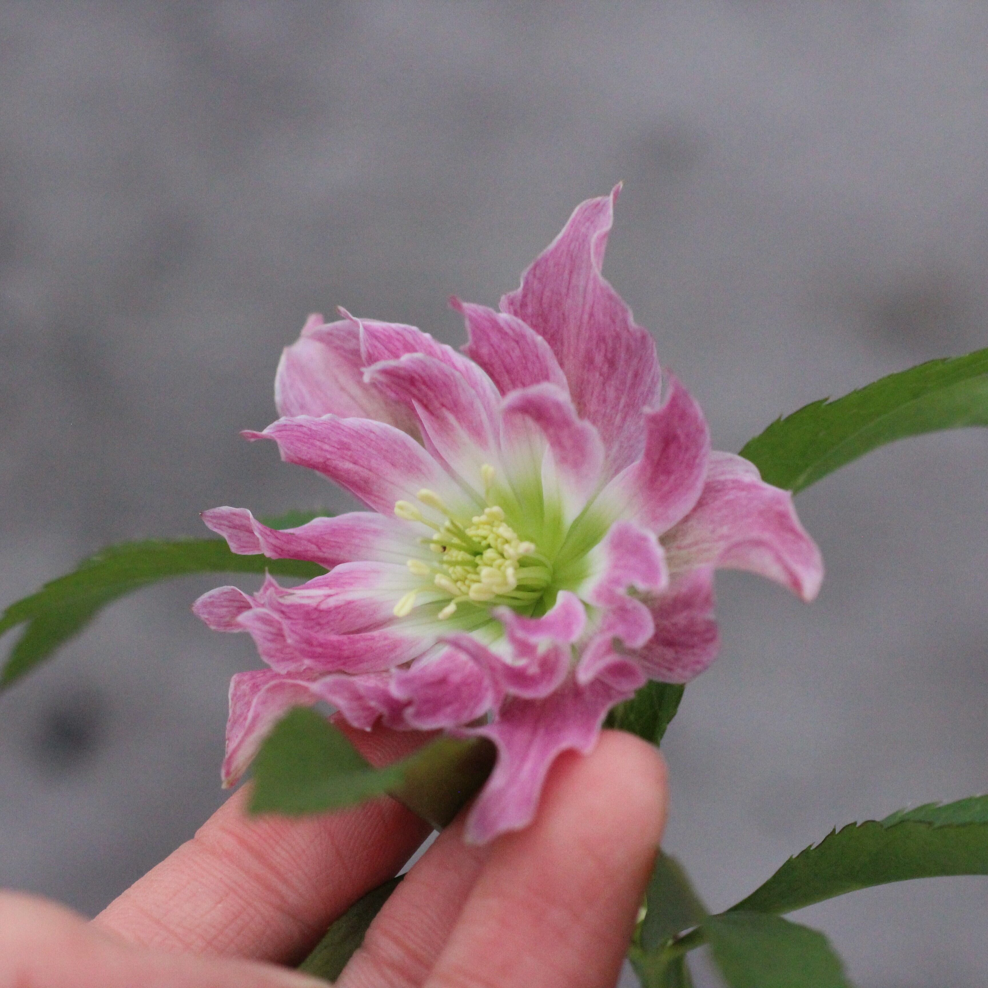 WS26-030 クリスマスローズ ウィンターシンフォニー ヘックス（ピンク