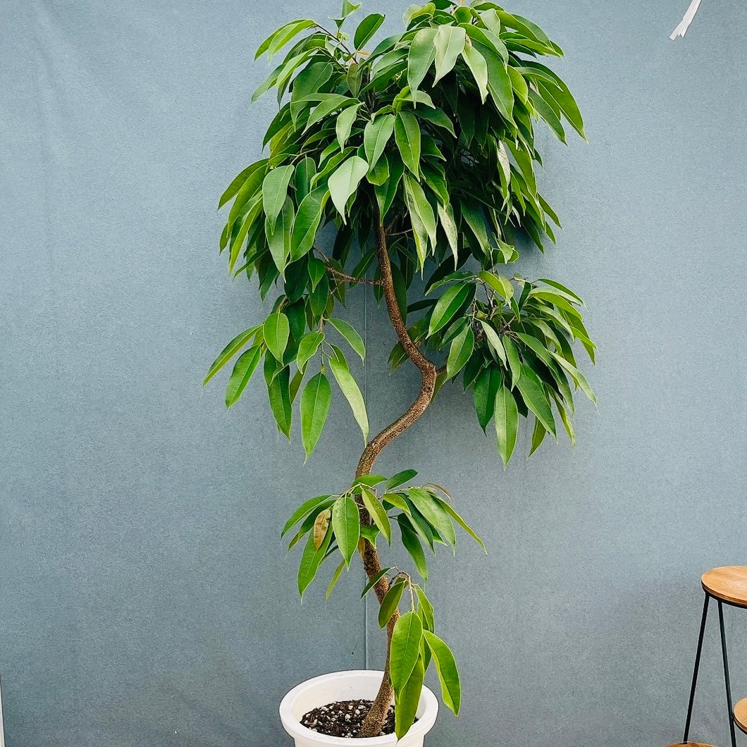 現品］82番 フィカス リラータ バンビーノ 曲がり 8号 観葉植物 室内