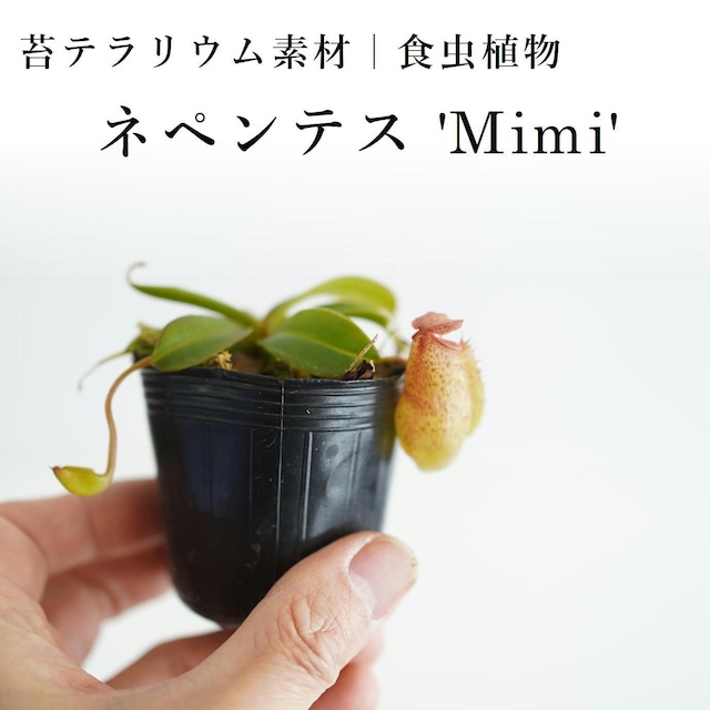 ネペンテス 'Mimi'【食虫植物】　苔テラリウム作製用素材
